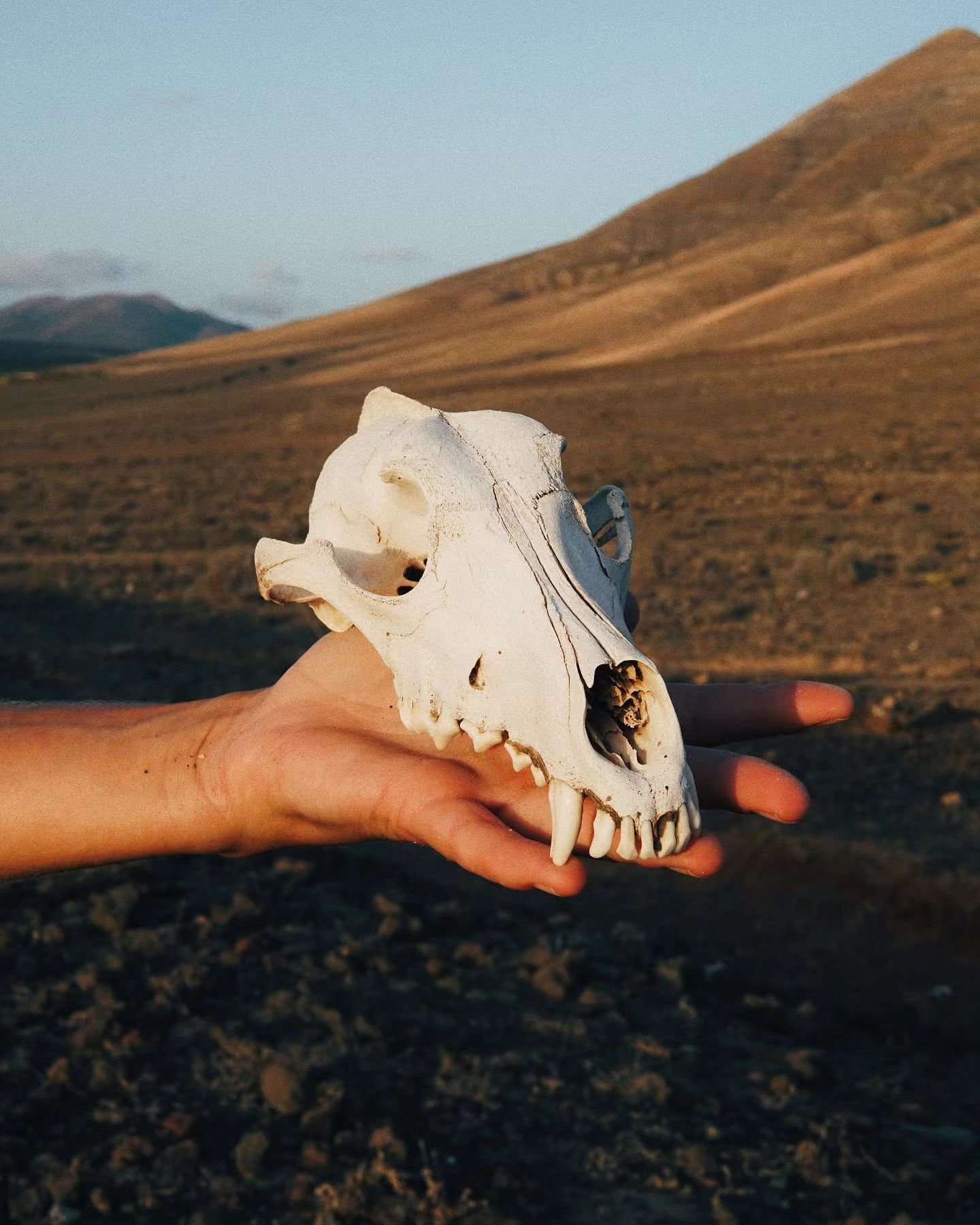 Trochni Sach.
#straydog #desert #deserthiking #longdistancehiking #hiking #trail #traillife #lanzarote #canaryislands #gr131