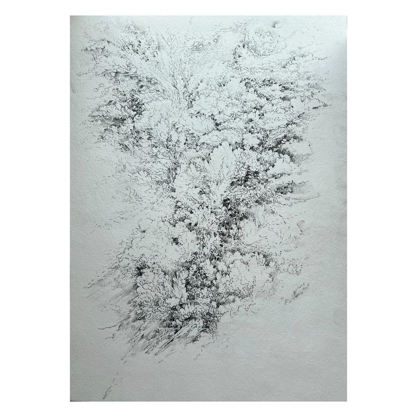 Sold! So thrilled that this charcoal drawing went to a kind admirer and is in the talented hands of @indiankingframery right now. Will update once it is framed!