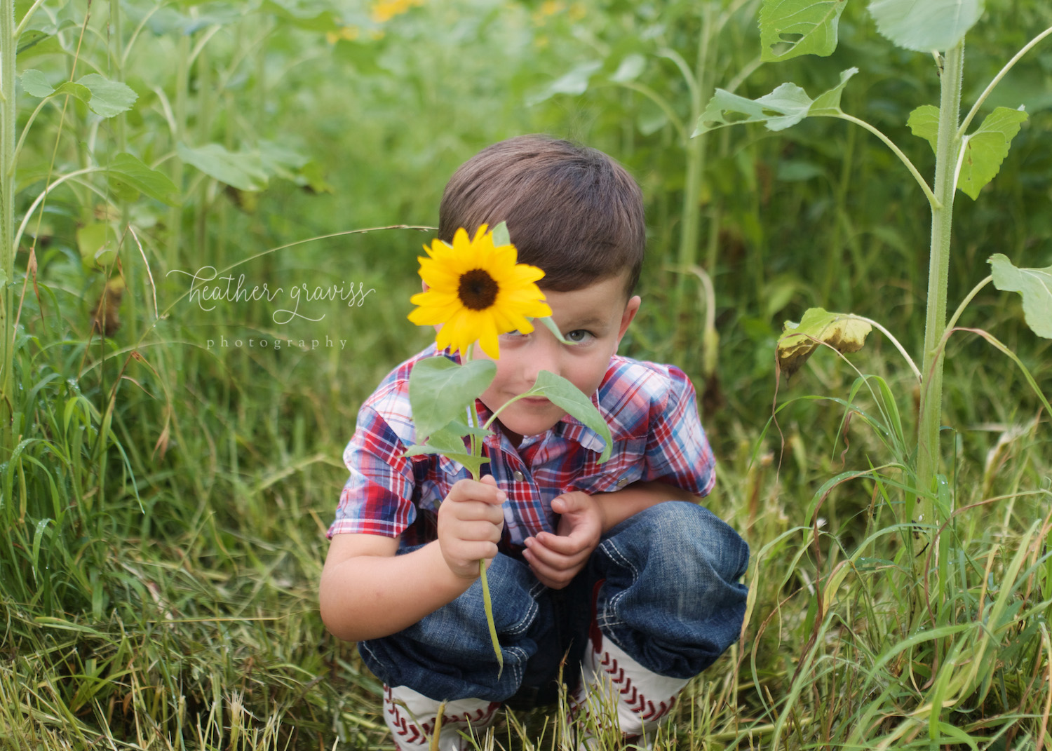 peek-a-boo-sunflower.jpg