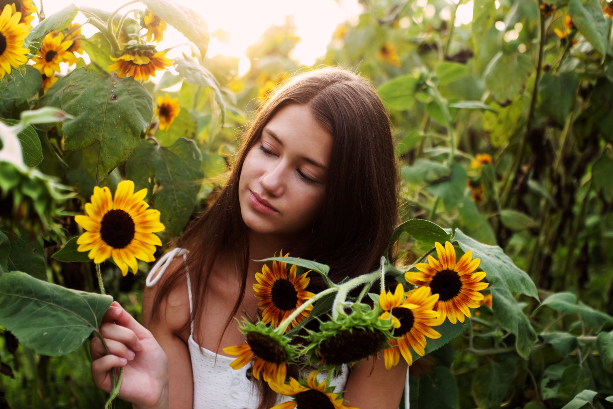 soft-light-and-sunflowers.jpg