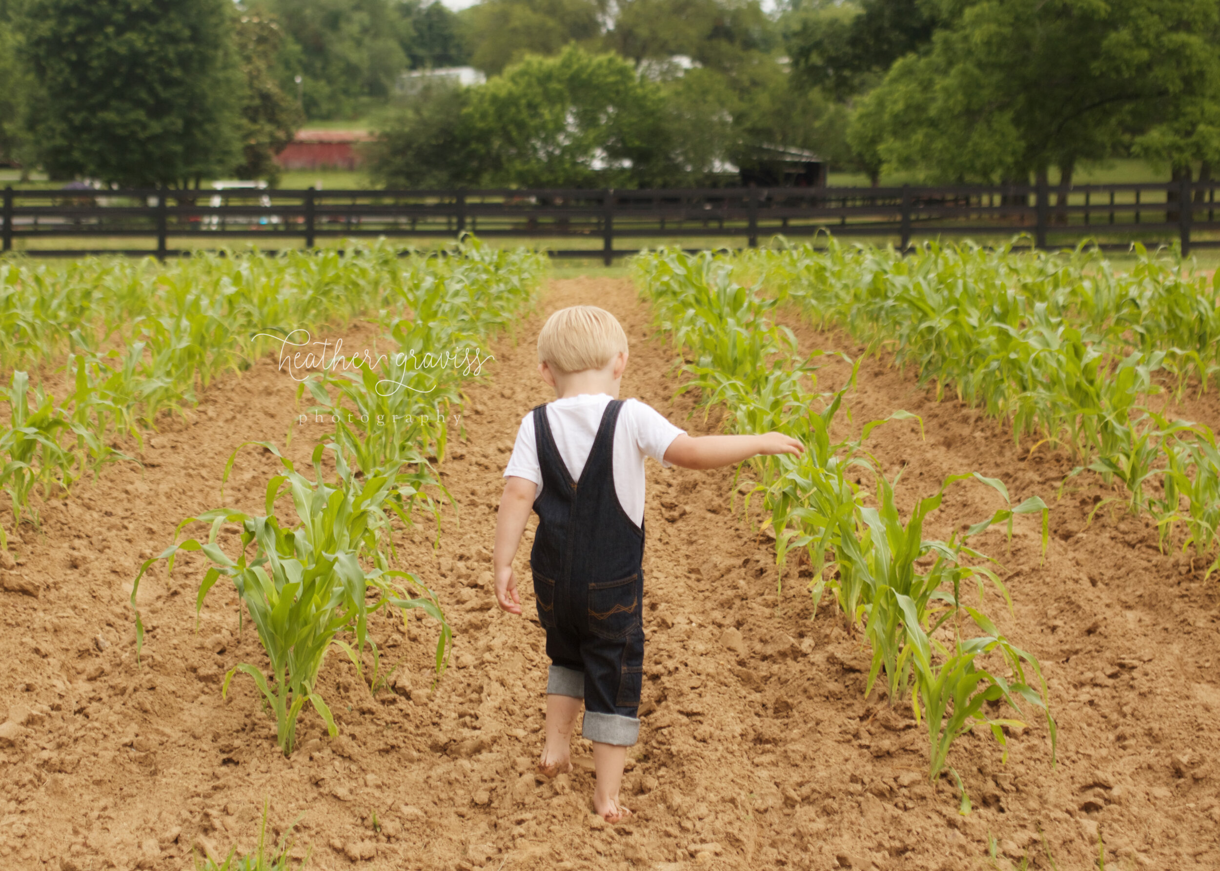 tiptoe-through-the-corn.jpg