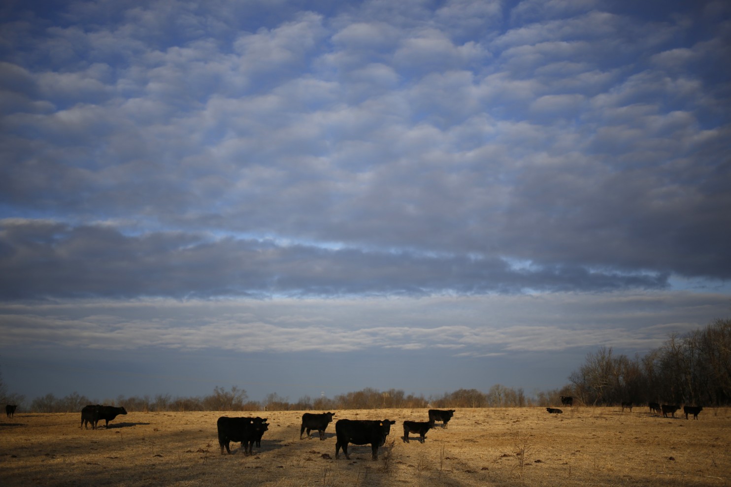 Grass-fed Angus cattle roam the pasture at Wholesome Living Farm in Winchester, Ky. It’s an appealing scene, but is grass-fed beef the best choice for the consumer, the animal and the planet? (Luke Sharett/Bloomberg)