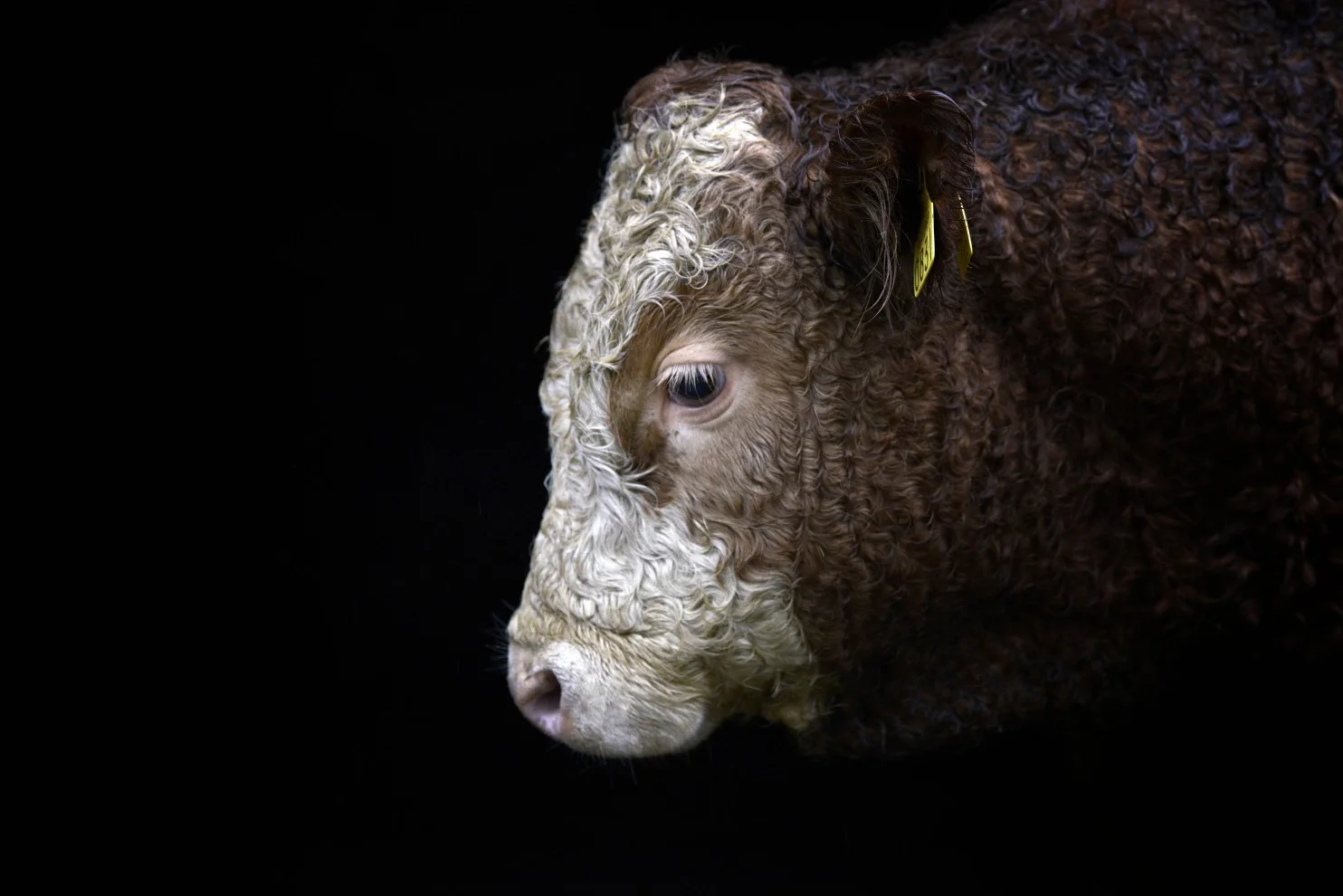 A grass-fed yearling bull. Experts differ over whether grass feeding is better than feedlots. (Charles McQuillan/Getty Images)