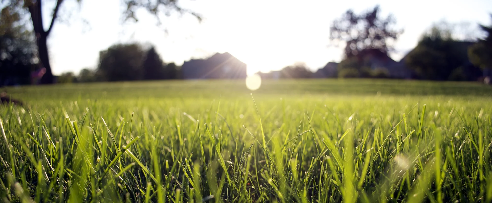 20120919202812_in grass-s.jpg