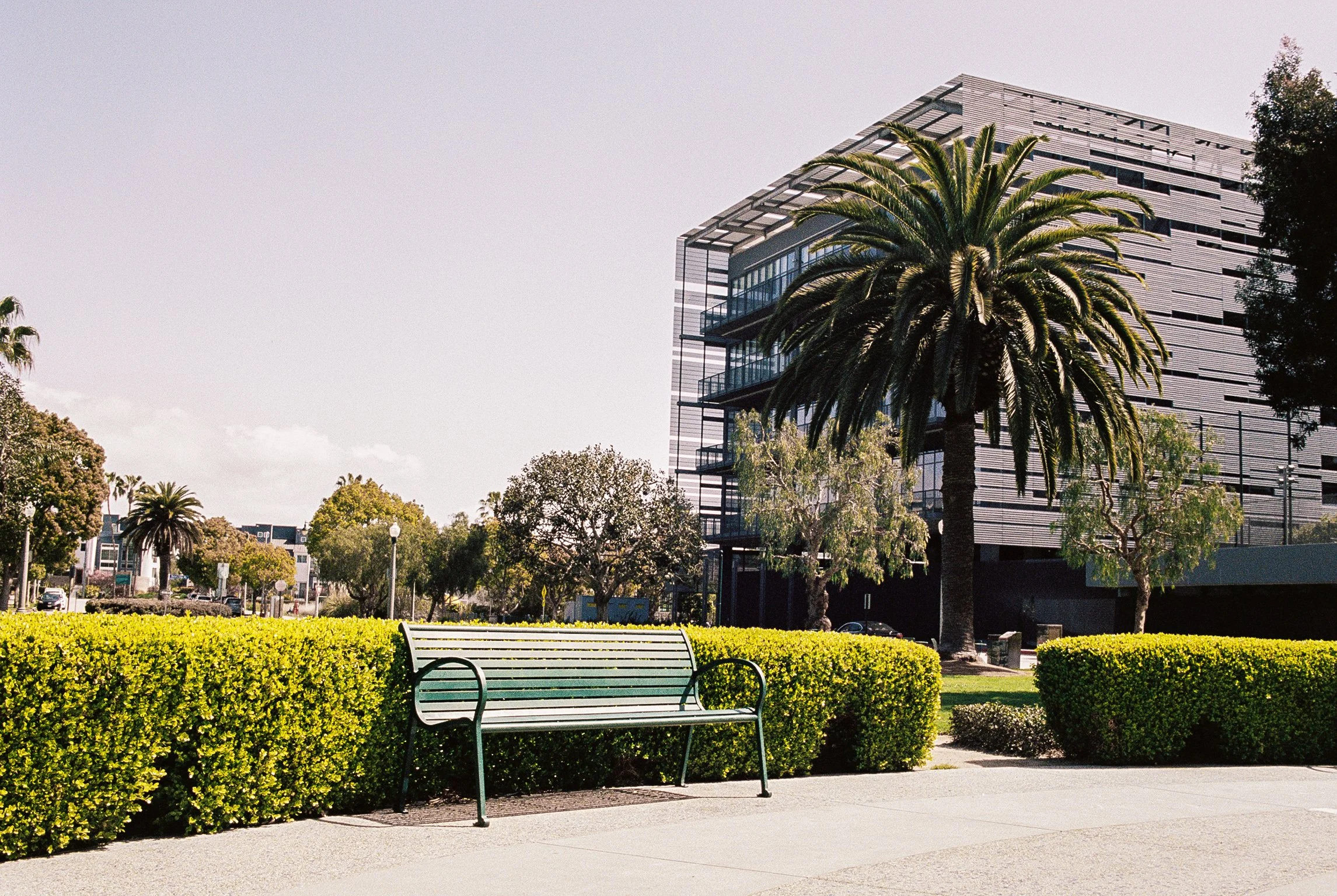 A park with a metal bench surrounded by trimmed bushes, tall palm trees, and a modern multi-story building in the background under a clear sky.