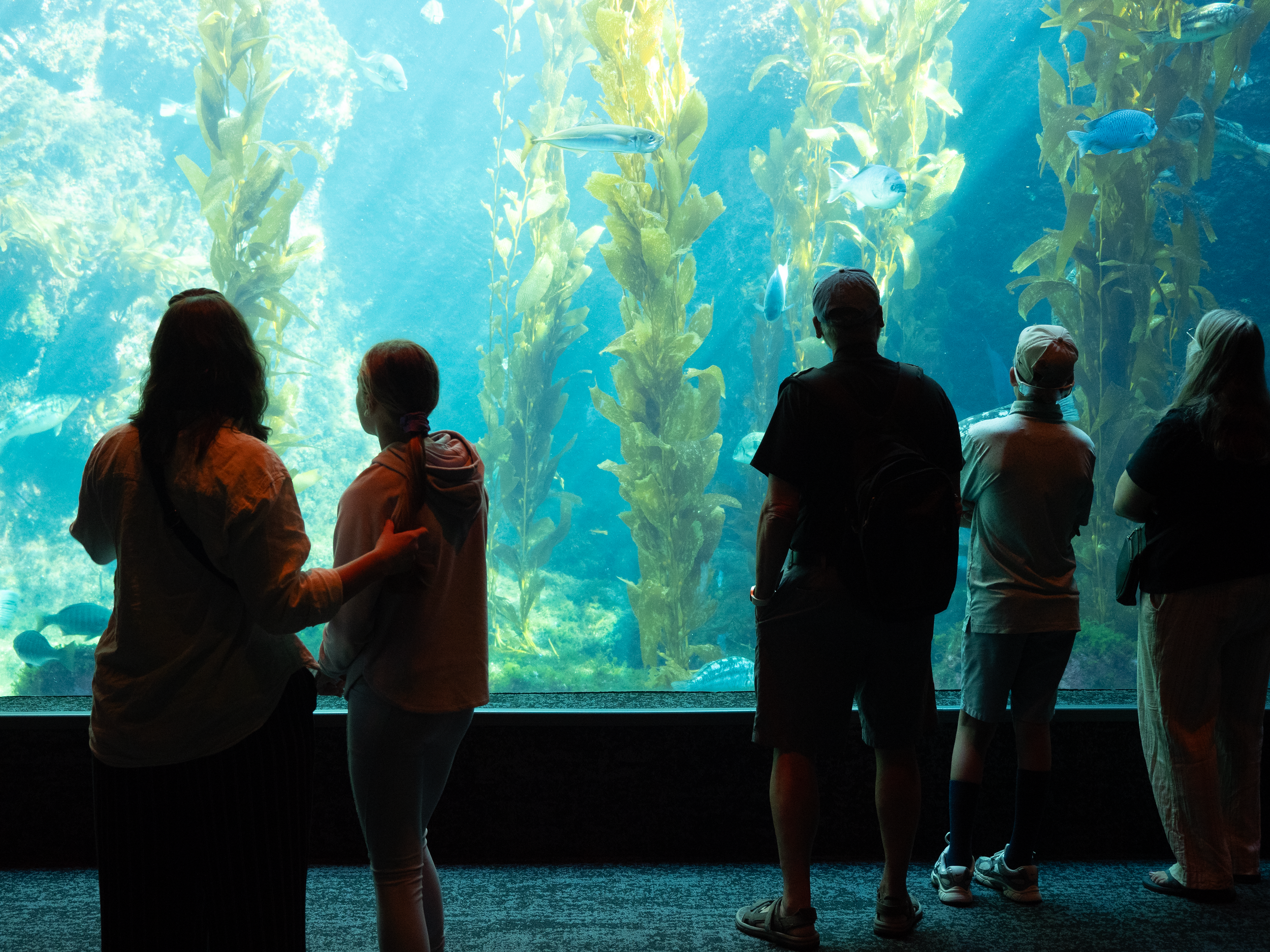 Visitors looking at an underwater aquarium tank with large seaweed and several fish swimming inside.