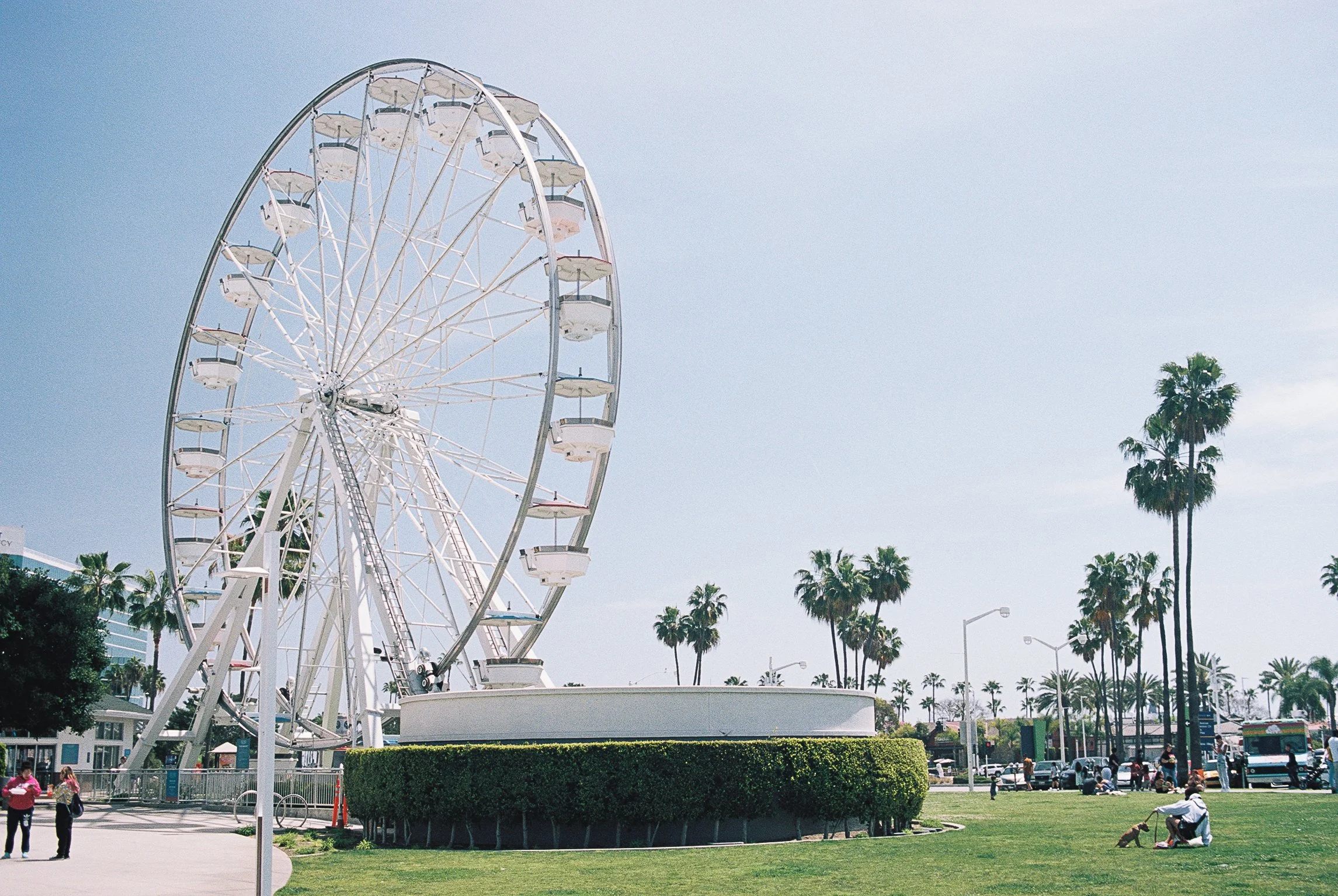 A large ferris wheel with white cabins against a clear blue sky, surrounded by tall palm trees and people walking and sitting on the grass in a park-like setting.