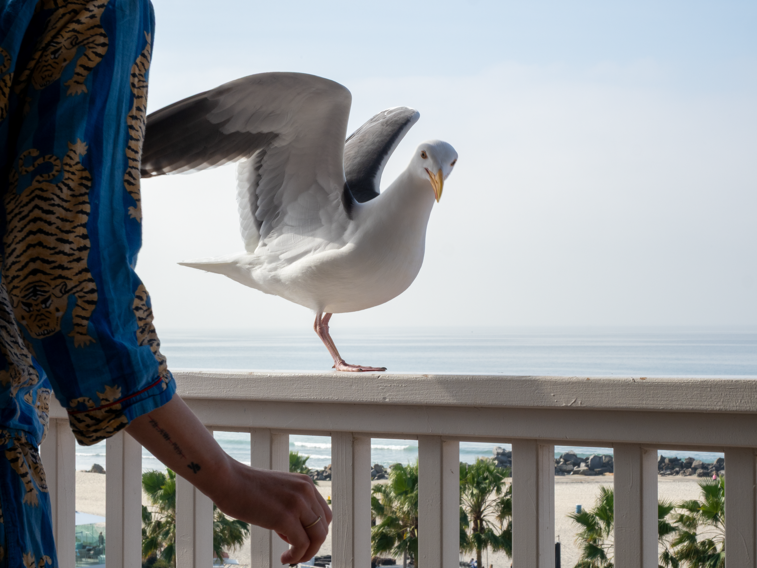 A white and grey seagull standing on a balcony railing, with part of a person's arm and colorful shorts visible on the left side. In the background, ocean waves, rocks, palm trees, and a cloudy sky are visible.