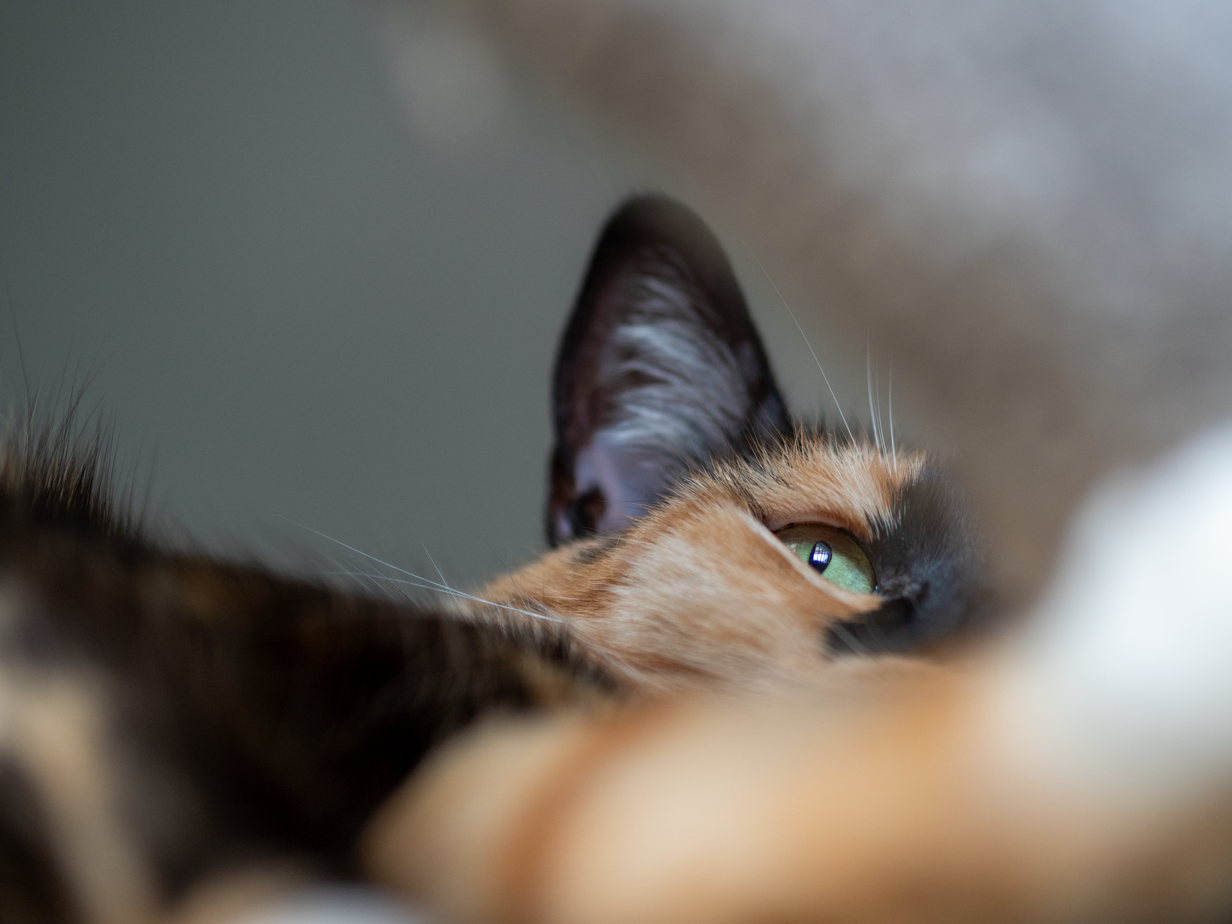 Close-up of a cat's face with one eye visible, surrounded by fur, viewed from an unusual upside-down angle.