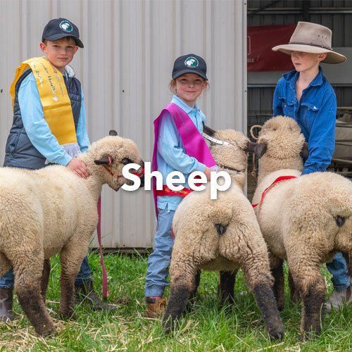 Sheep-Tile.jpg