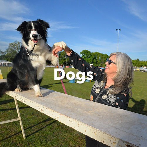 Dogs-Thumbnail.jpg