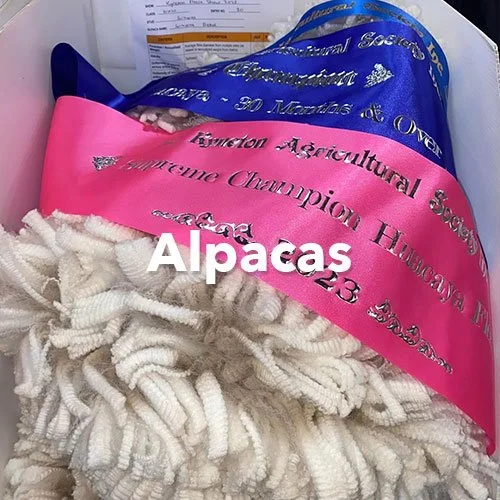 Alpacas-Thumbnail.jpg