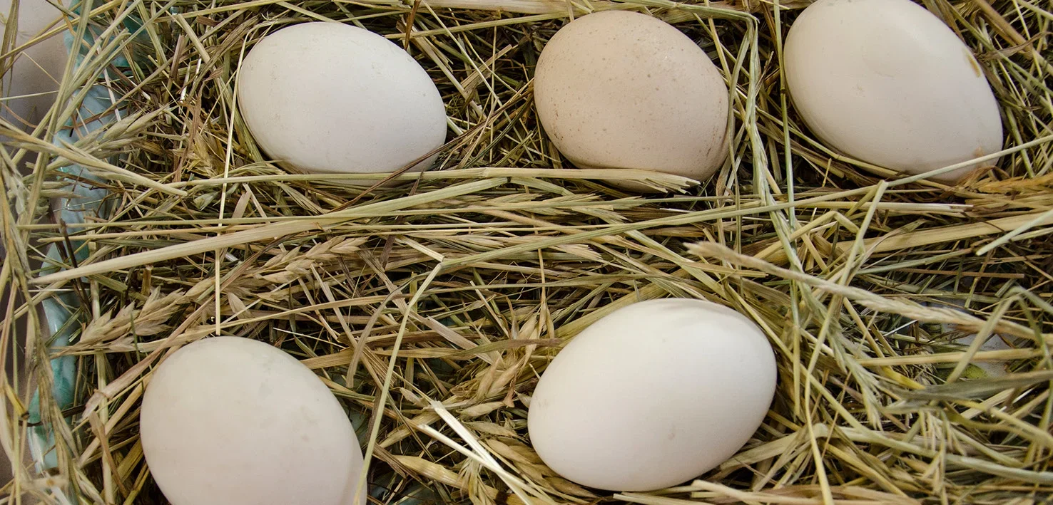 Farm+Produce (1).webp