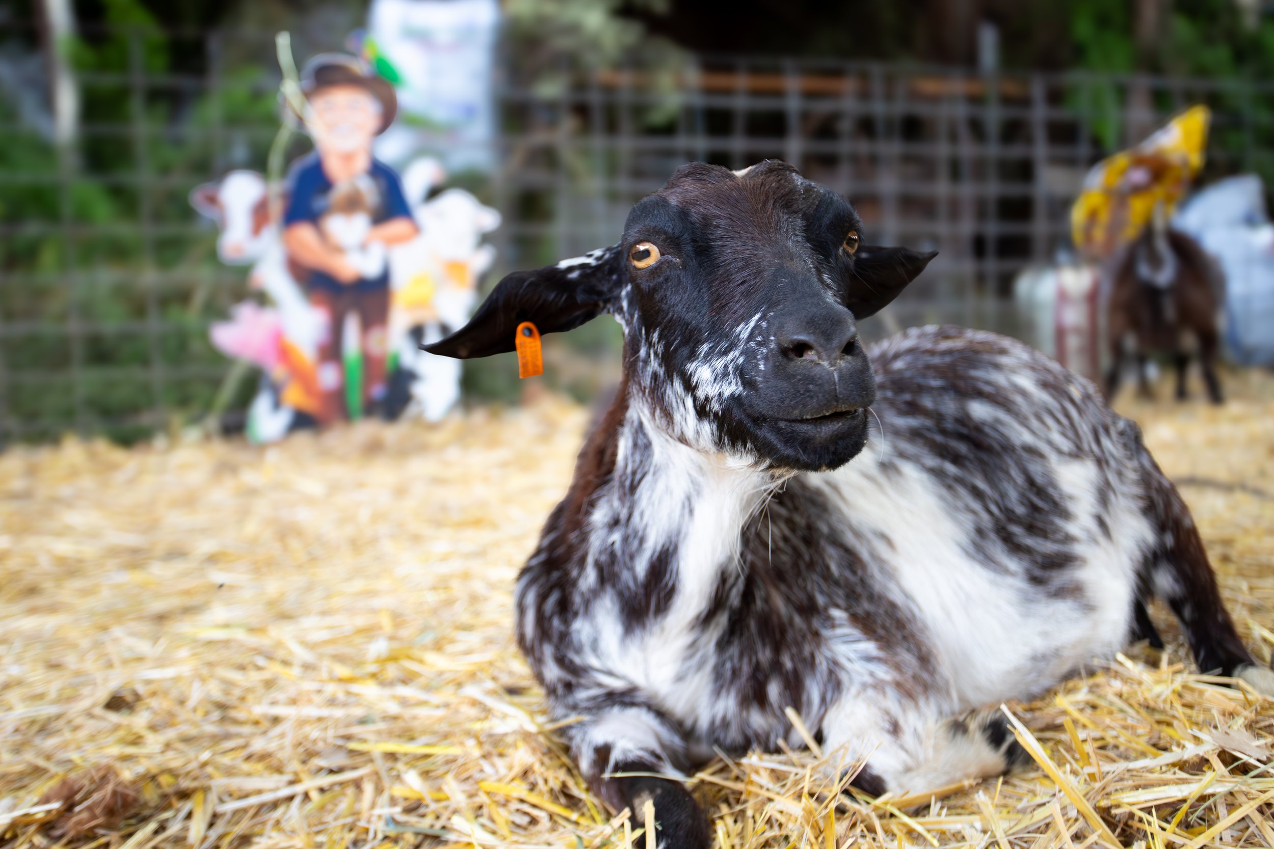 Shirene-Morgan-2025 Kyneton Show_-30.jpg