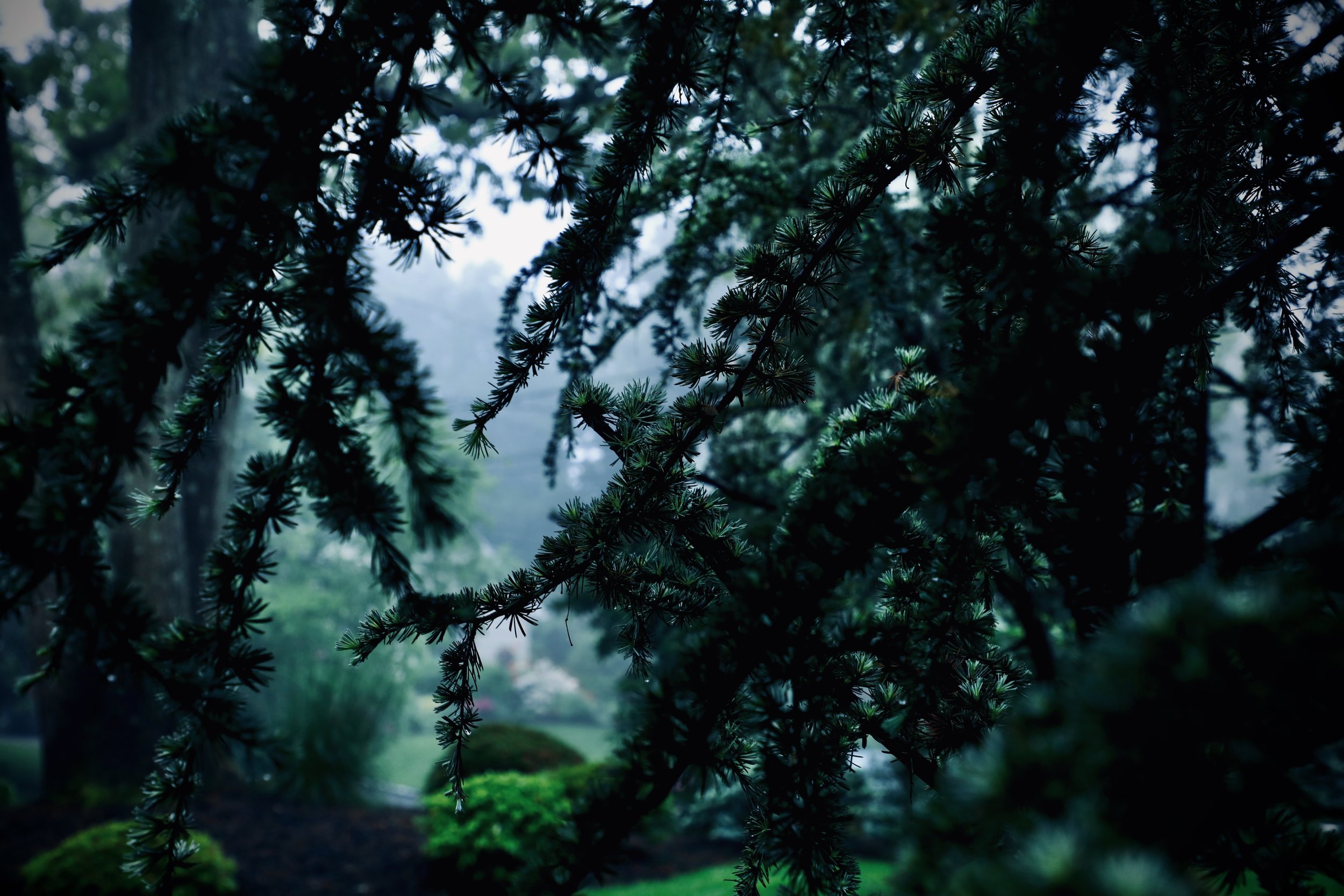 AN Misty Evergreens.jpeg