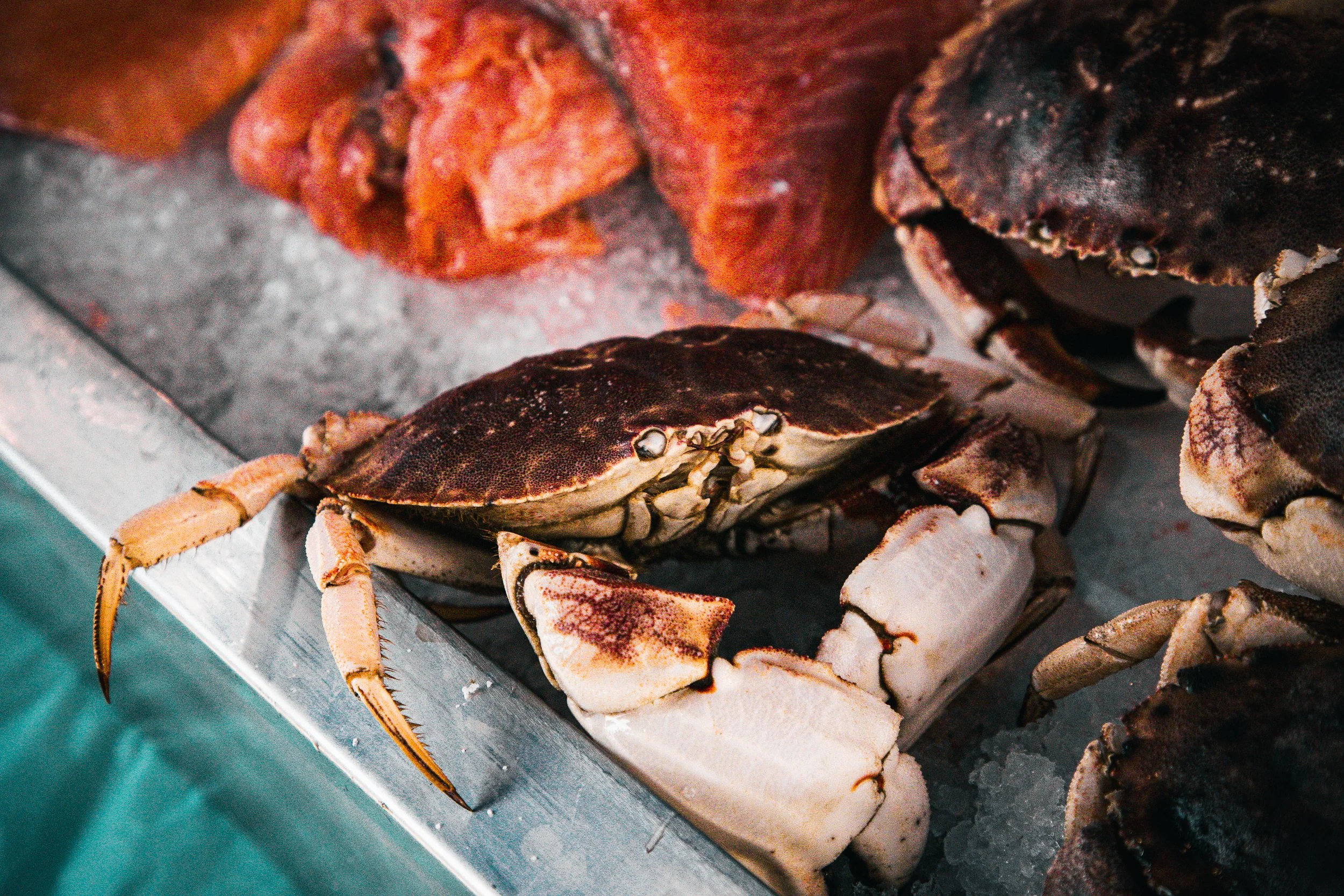 AN1 (I'm not crabby!).jpeg