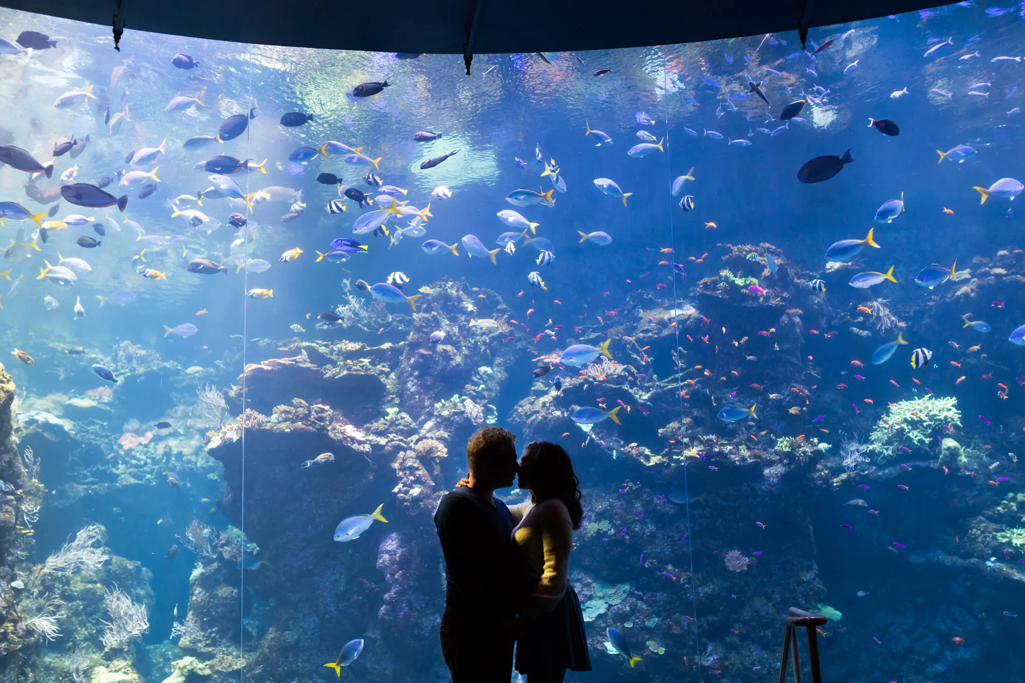california-academy-of-sciences-engagement-photography-lilouette-07.jpg