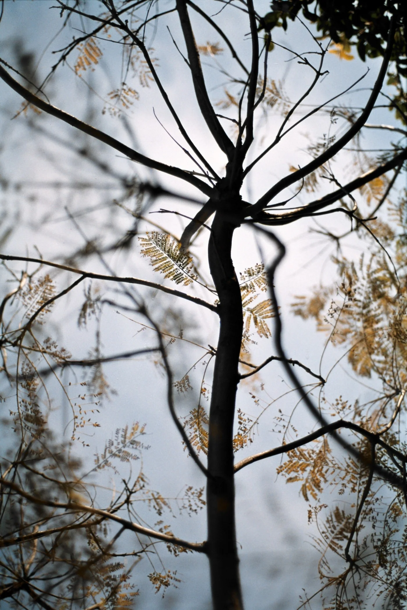 dusk branches