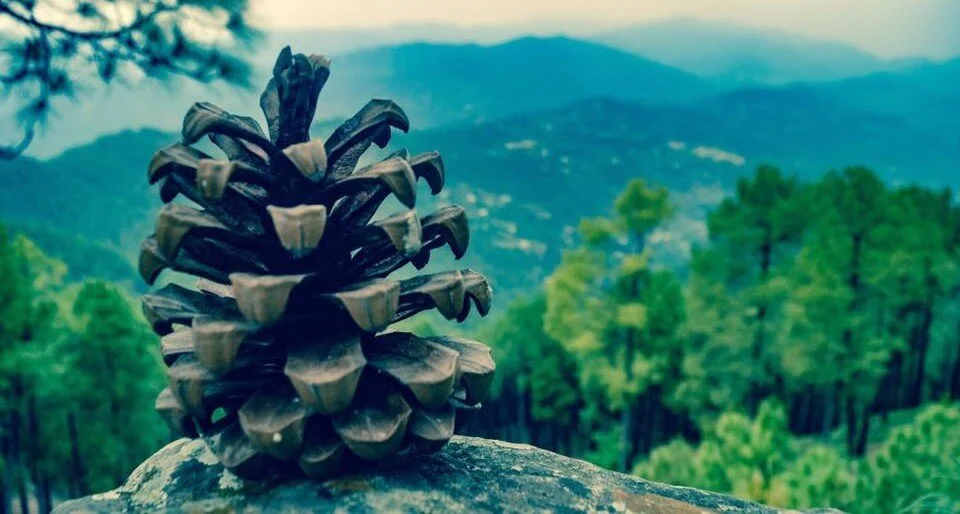 PINE CONE.jpg