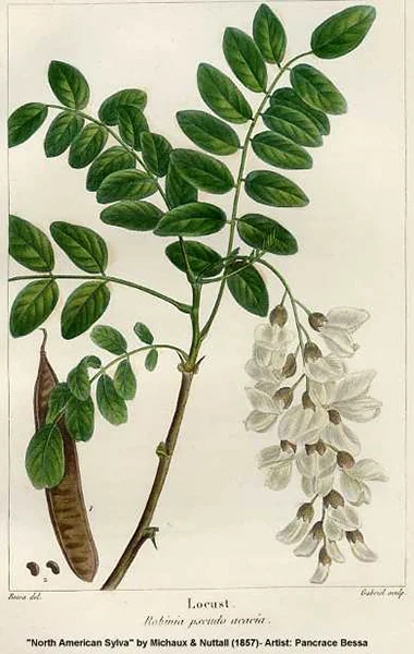 Black Locust