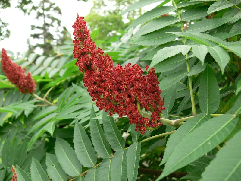 Sumac-Ade, a refreshment fit for Royalty!