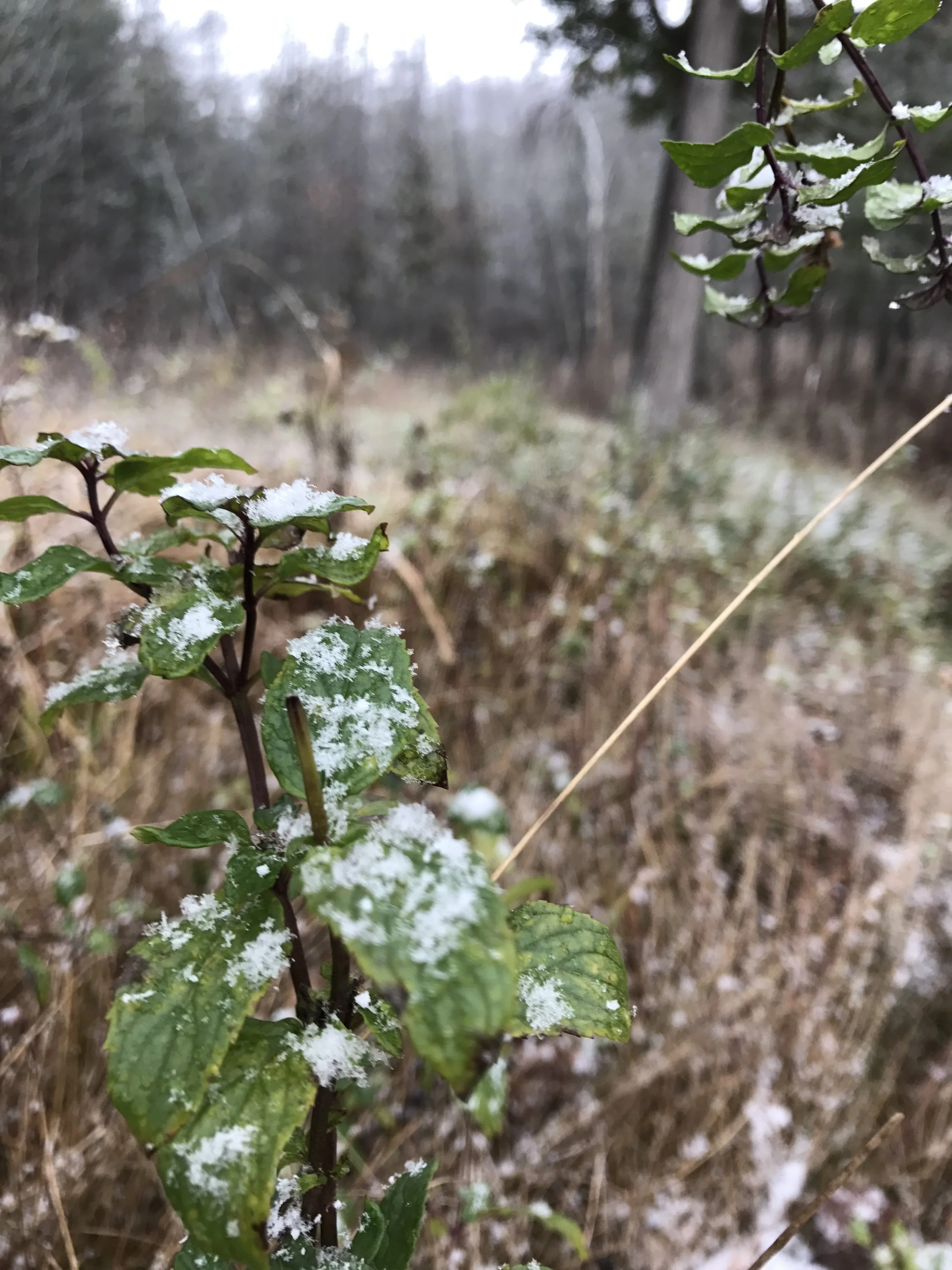 Foraging in uncertain weather.