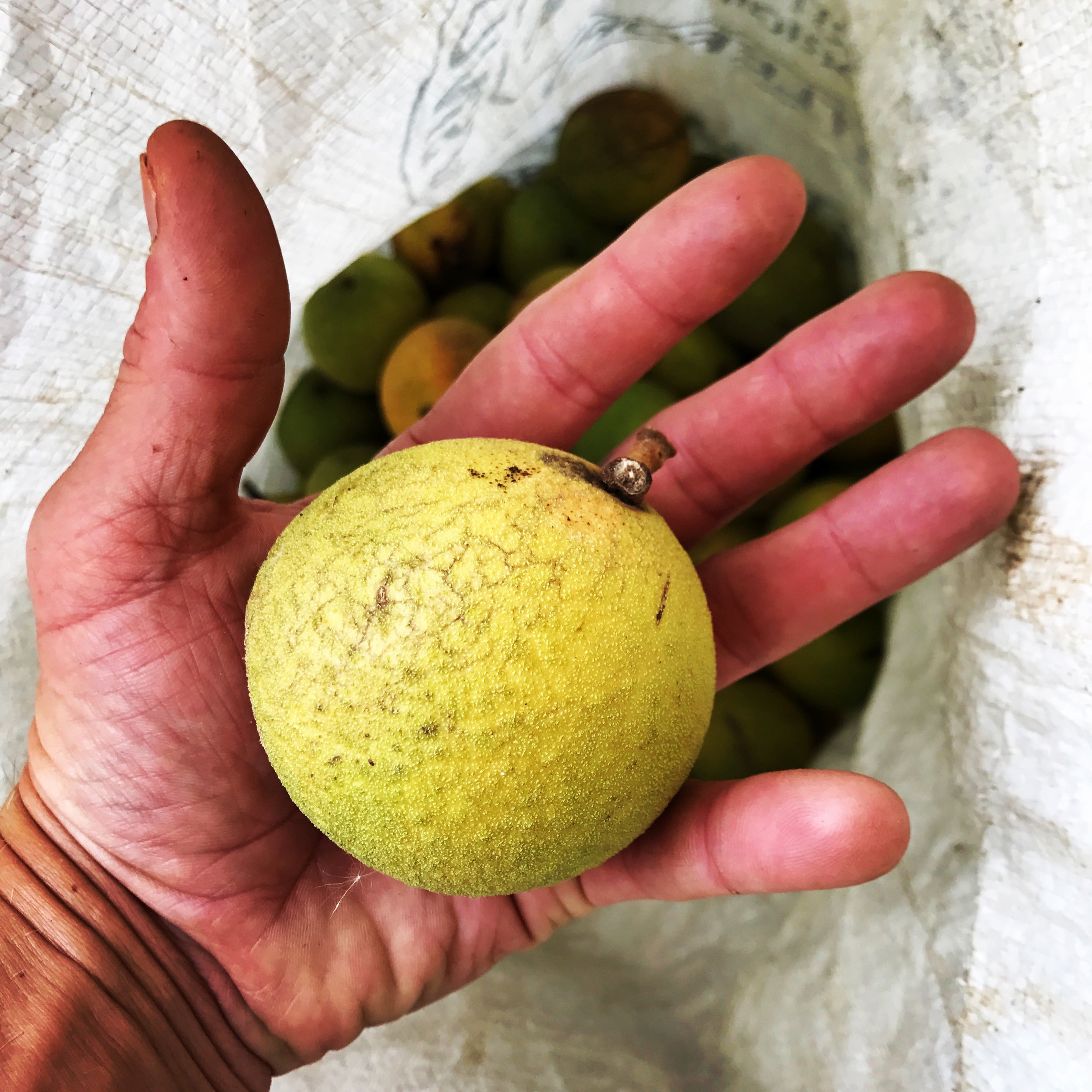 Black Walnuts: A love story