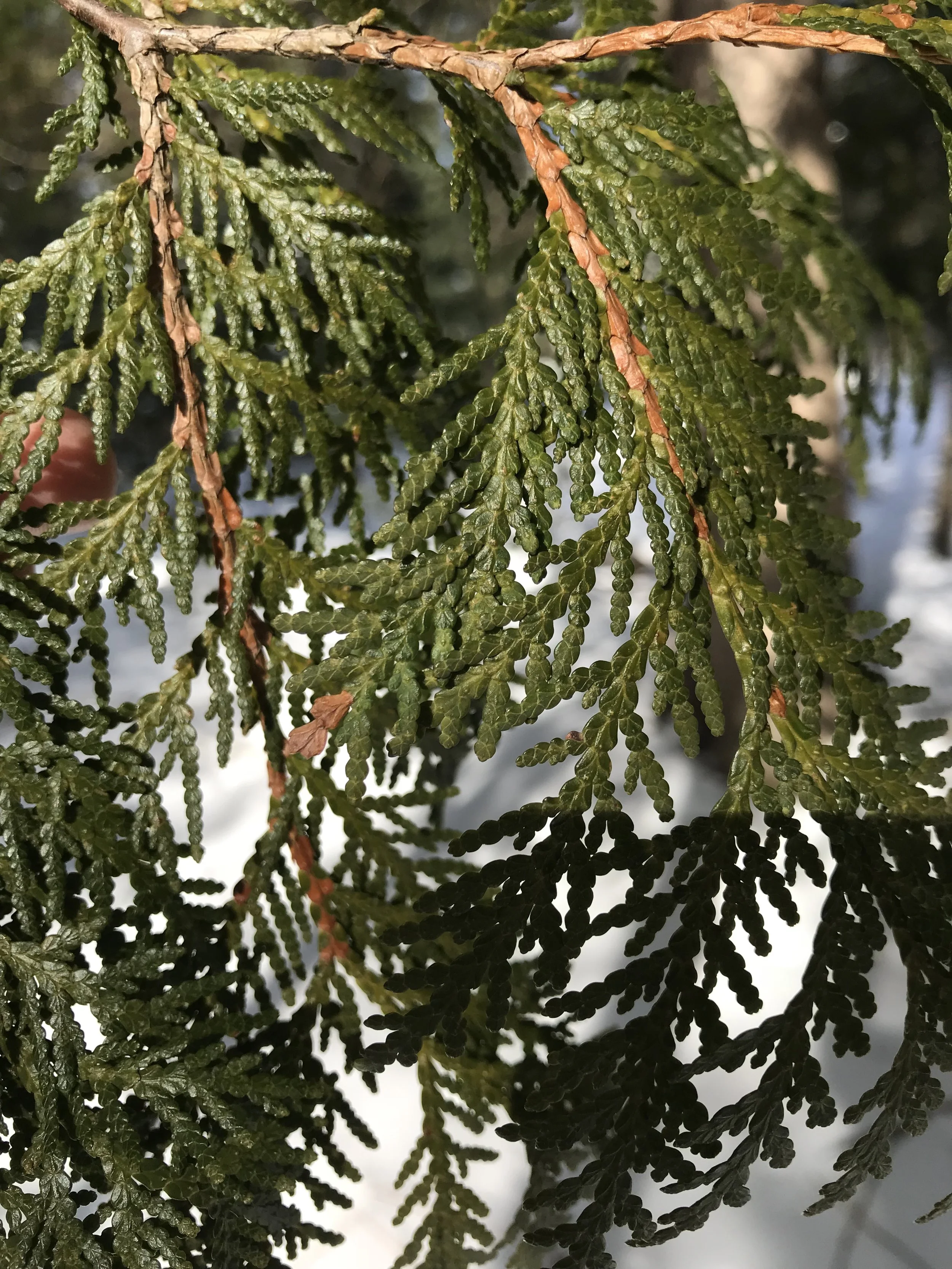 The magic of Cedar