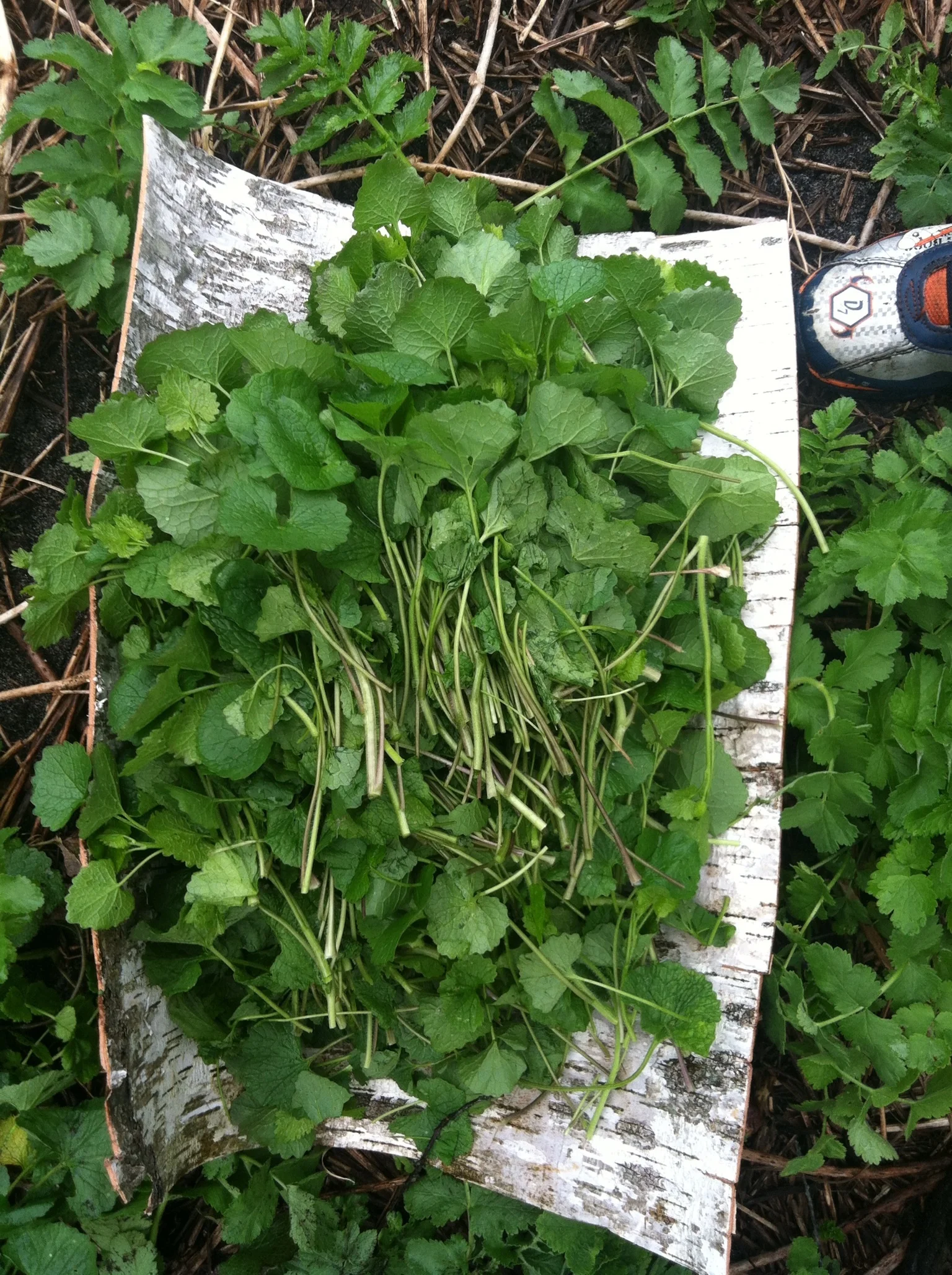 Garlic Mustard ready to be made into an amazing, and healthful dish.