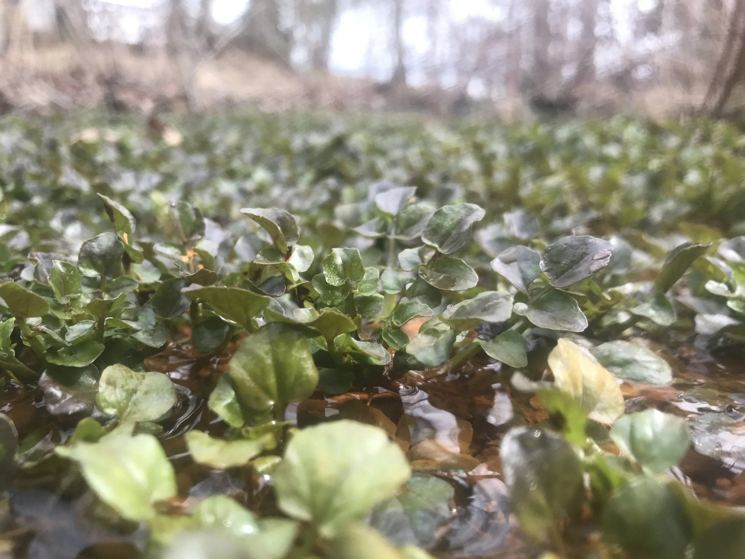 Foraging, sharing, and community.