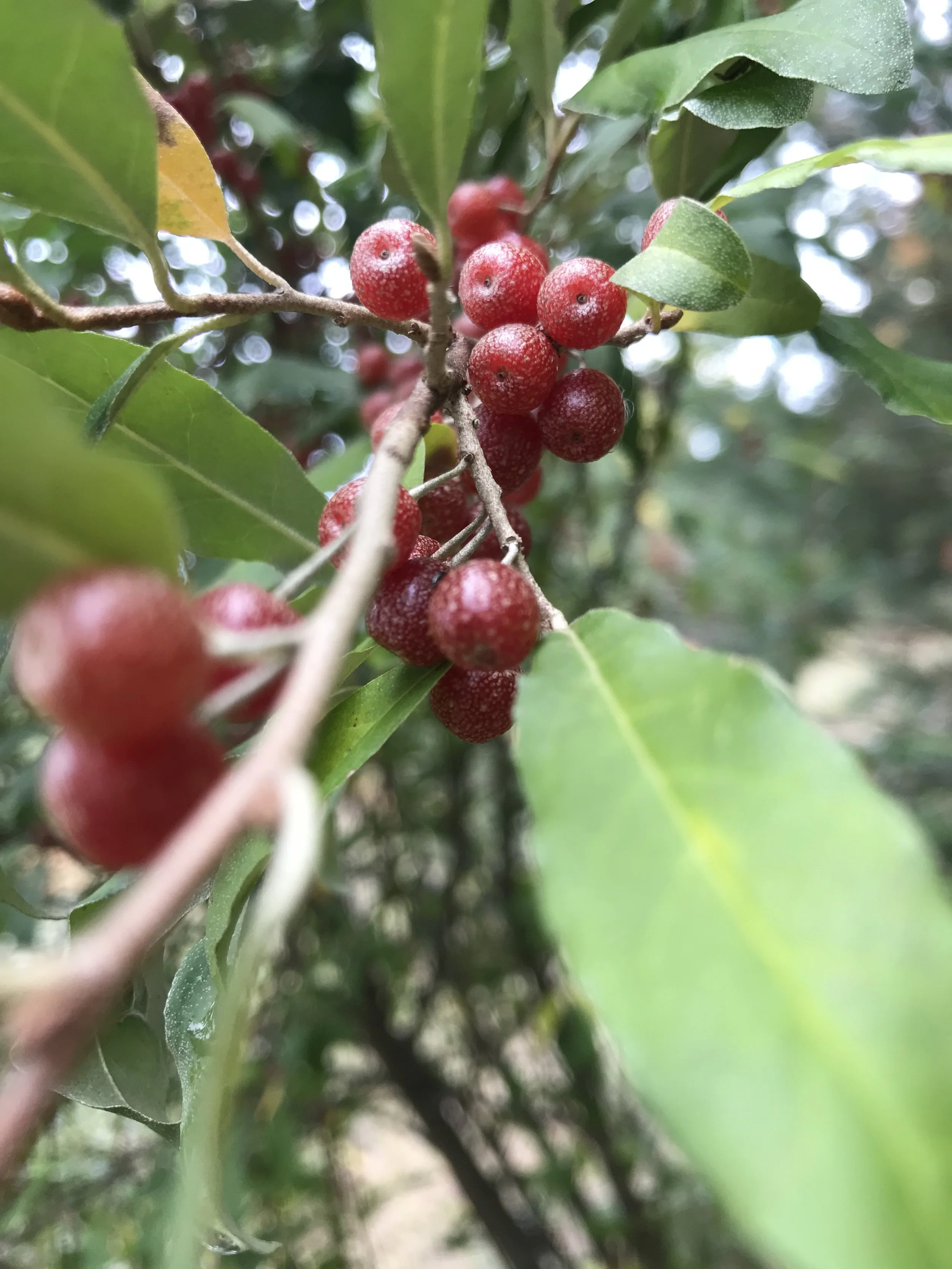 Autumn Olive: Let this invader into your kitchen.