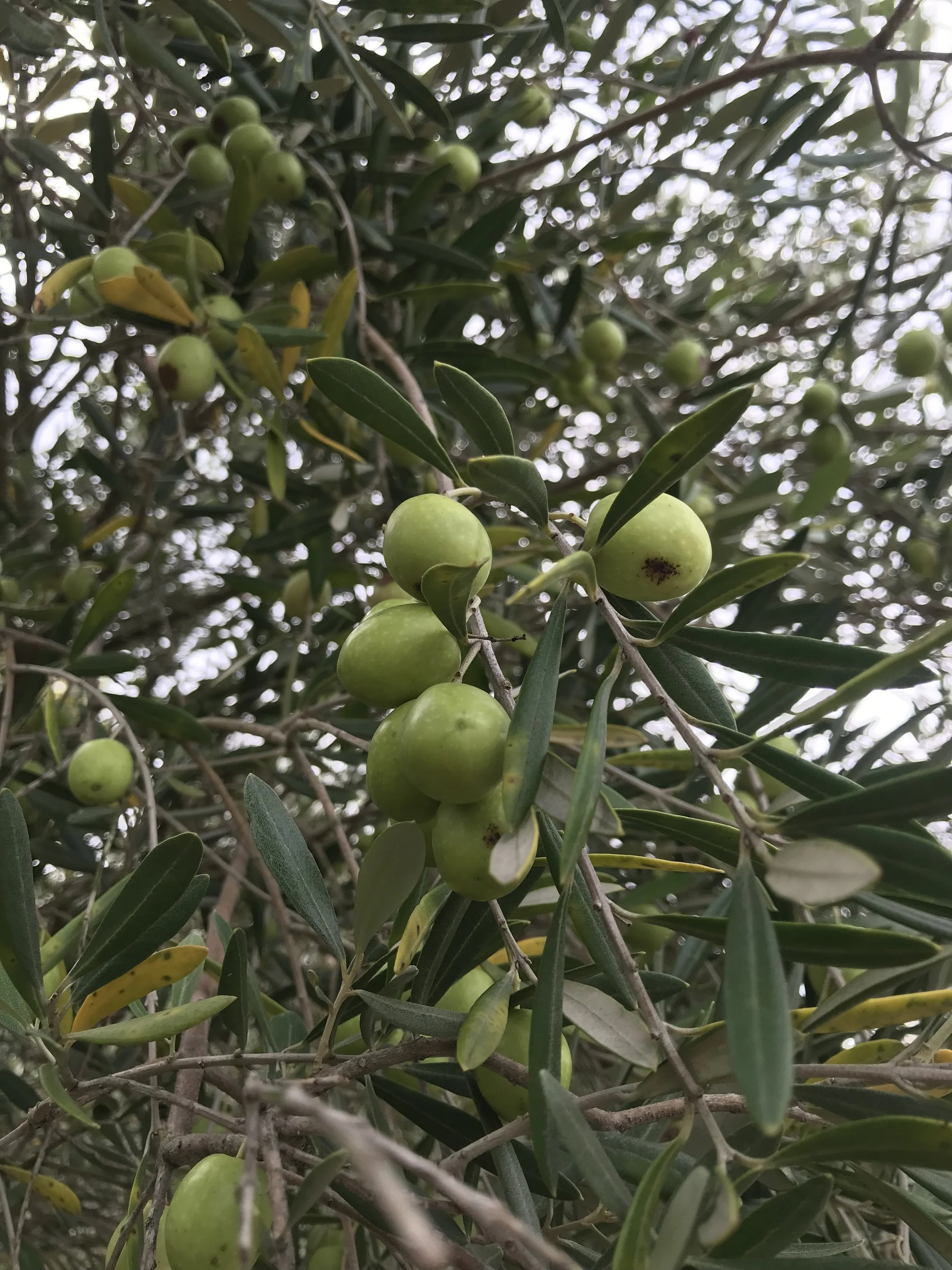 Olive trees!? I never in my life thought I’d gather Olives. But we did!