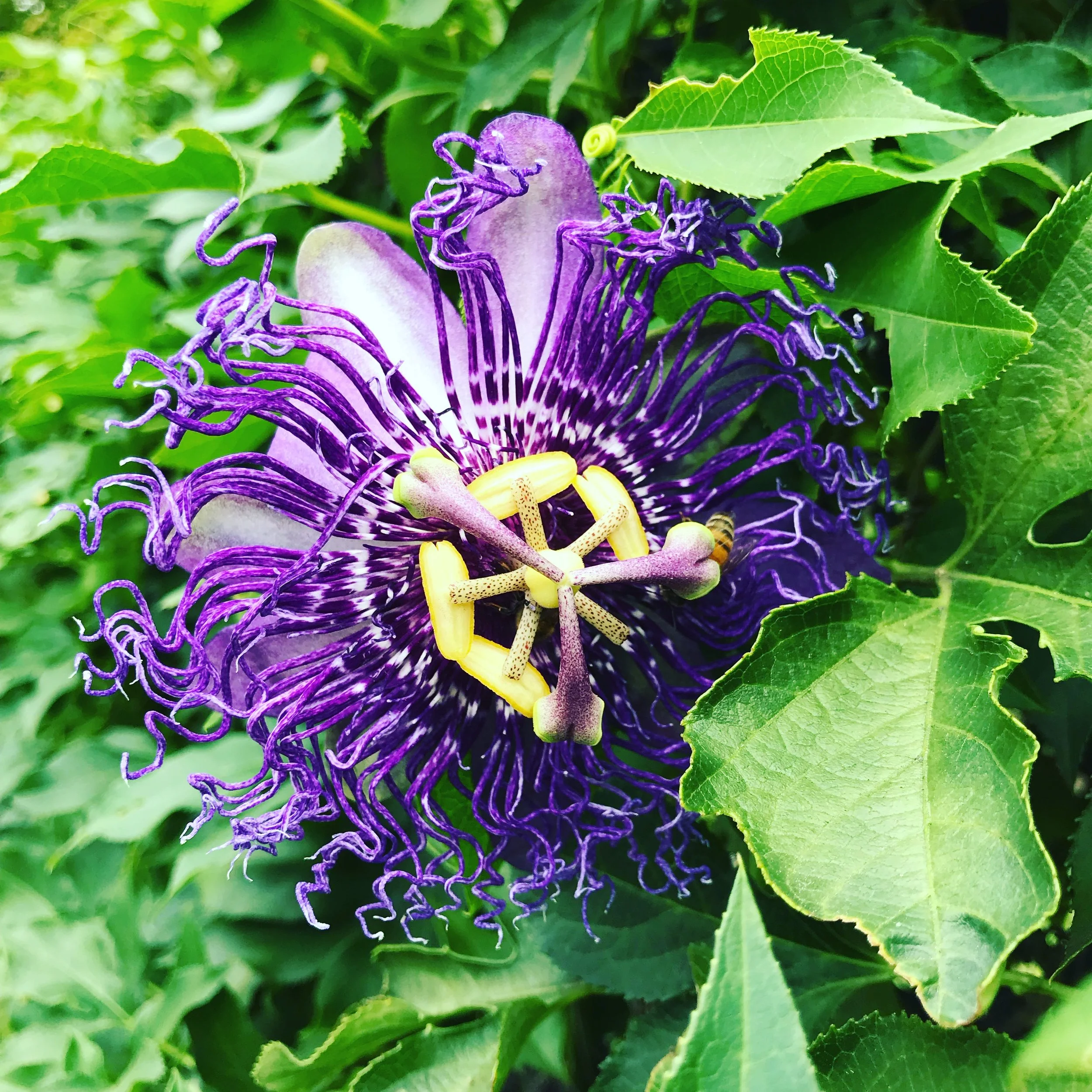 I assure you that this Passionflower is not from the Avatar world.