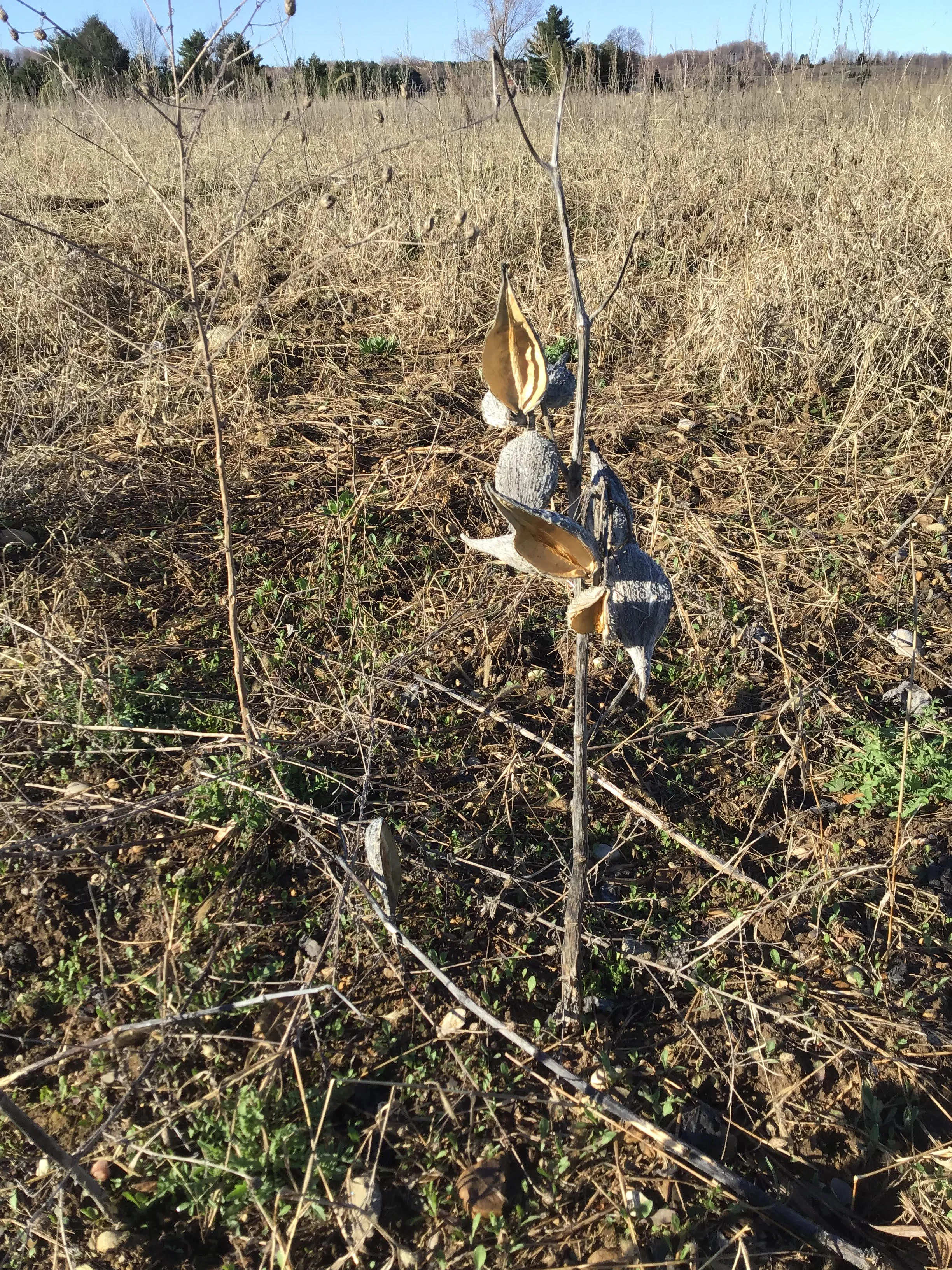 Common milkweed in its ghastly dead form. Note the clinging, opened pods from last year.