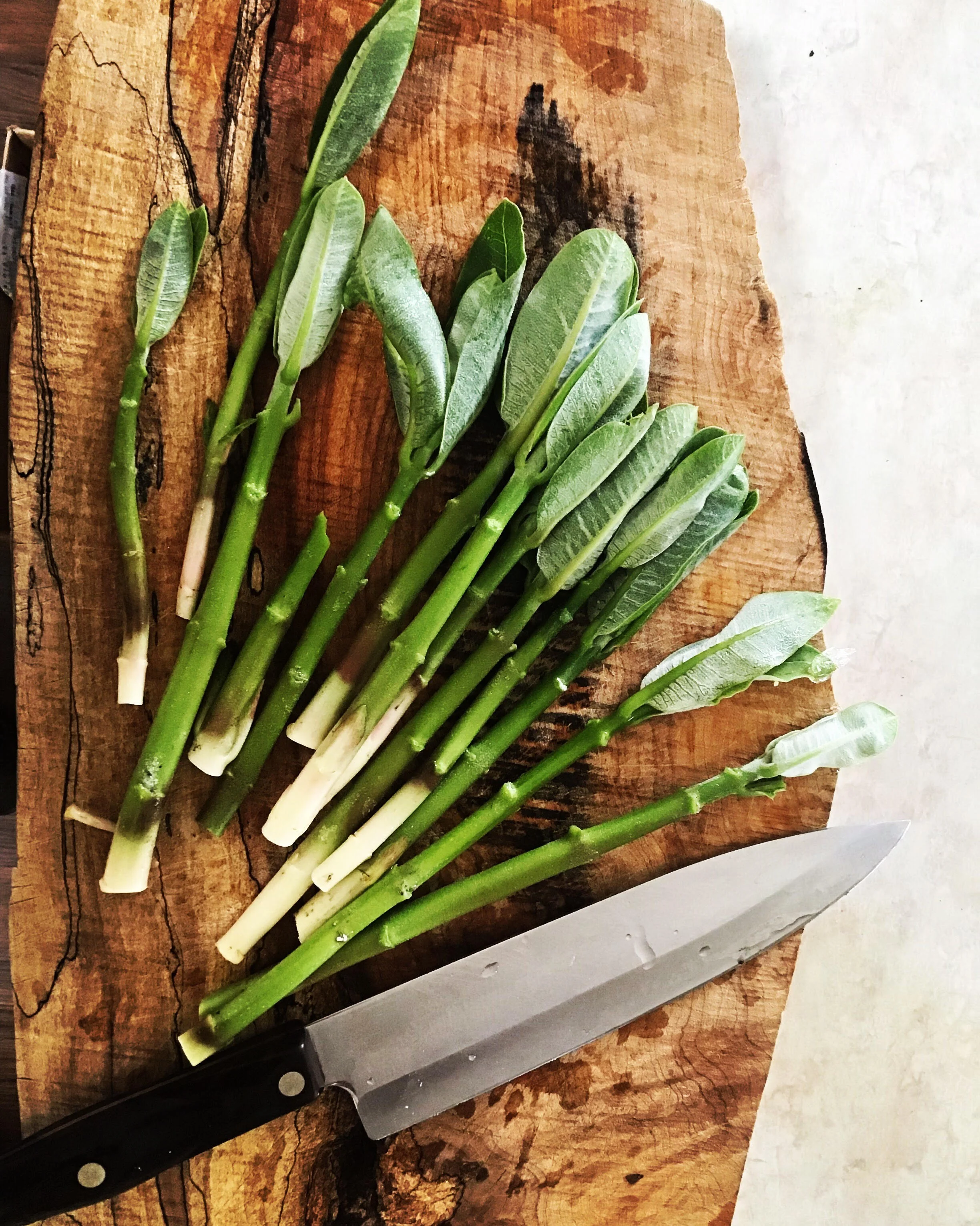 Perfect Common Milkweed shoots. Boil 7-10 minutes and toss the water. These babies are delicious with butter and a little salt.