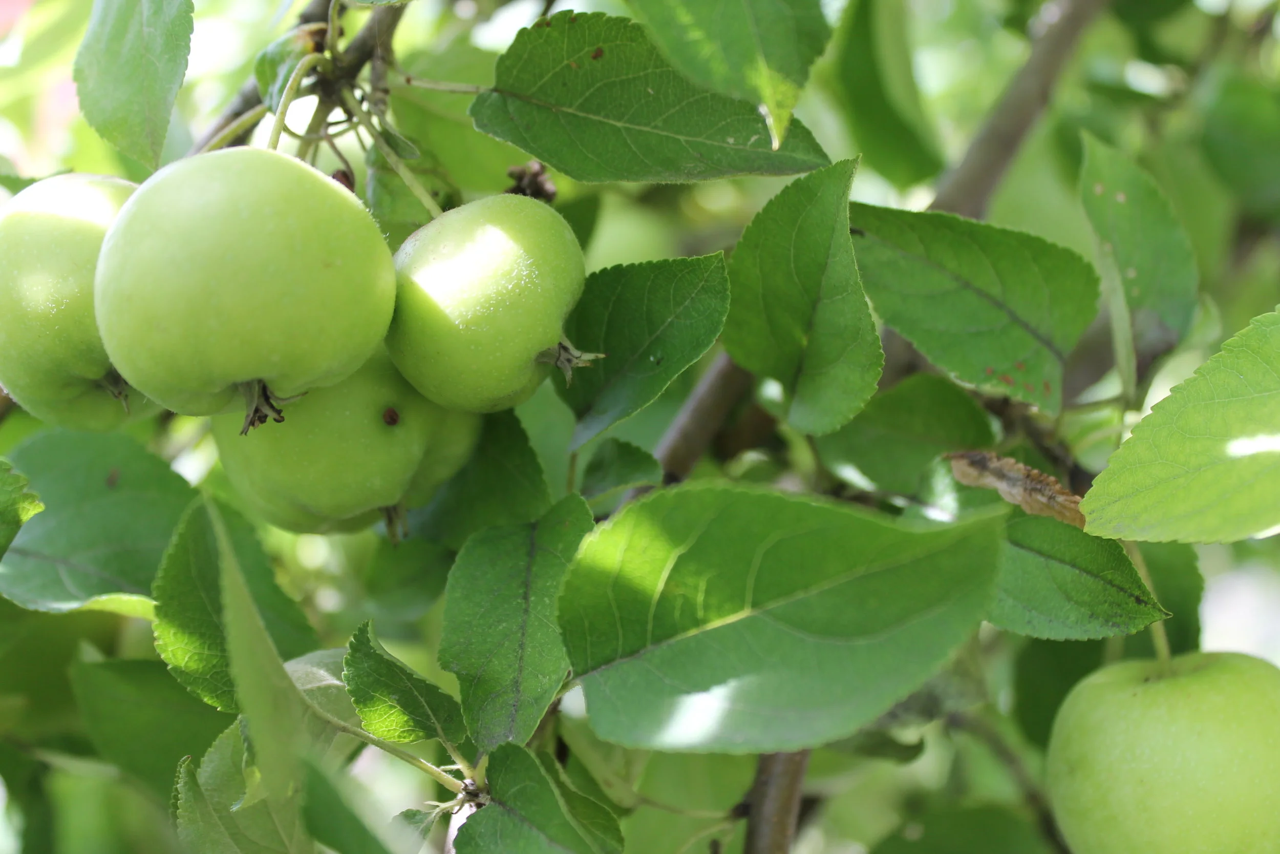 Feral But Not Forgotten