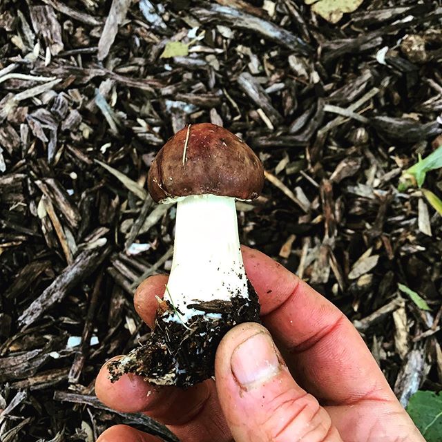 Although I did spread the spawn throughout the wood chips surrounding my house, thus negating its wildness, the Winecap mushroom is a true ambassador of what food sovereignty means for a person. We&rsquo;ve been eating these things endlessly as of la