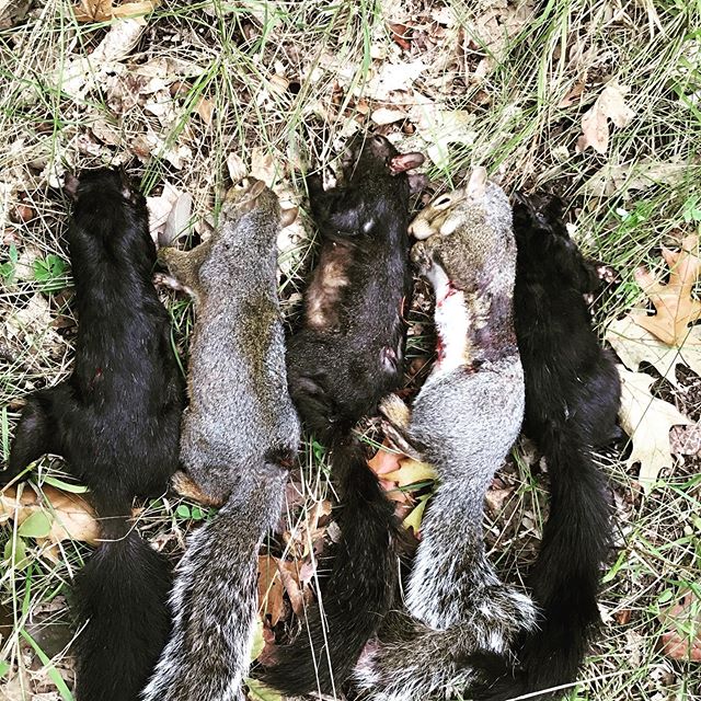 Hit my daily bag limit in less than two hours. Squirrels are a delicious food worthy of getting after. These bushy tails will most likely be cooked into a pot pie or squirrel sliders with autumn olive barbecue sauce. Since we avoid factory farmed mea