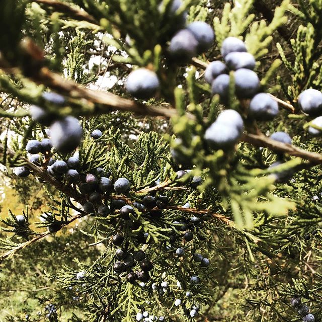 With each and every passing year I expand the horizon for the wild foods that I harvest. 2019 is no different. I&rsquo;ll be honest with you guys, Juniper was something that I ignored and had filed into the useless bad tasting wild foods category. Ea