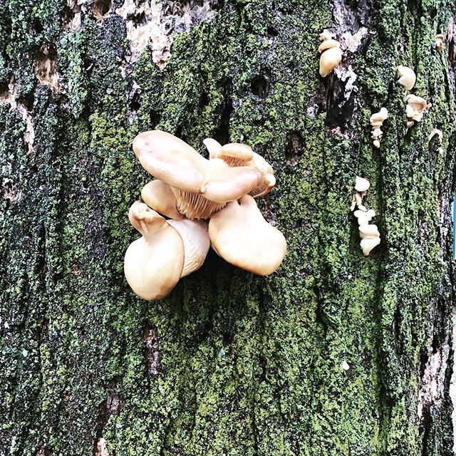 Warm fall, then polar weather with two feet of snow, then thaw, then oyster mushrooms. Been a weird November y&rsquo;all! Stay thankful! #nomiforager #oystermushrooms #makeamericaforageagain #climatechangeinspiredforaging #pleurotus #mycology #cussye