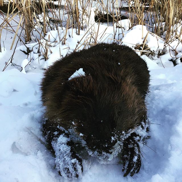 Beaver is my favorite animal. I feel such a deep kinship with this amazing animal. Its hard work, its playfulness, and its cold hardiness. And despite that kinship, I still eat these animals and use their furs. This contradiction was never a historic