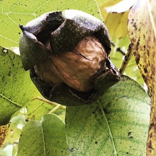 Bust into 2020 like this walnut busted out of its husk and into my basket. Happy Arbitrary-Day-In-Winter! #nomiforager #happynewyear #gregoriancalendar #makeamericautilizetheseasonsandnotsomedamnedmadeupcalendaragain #walnuts