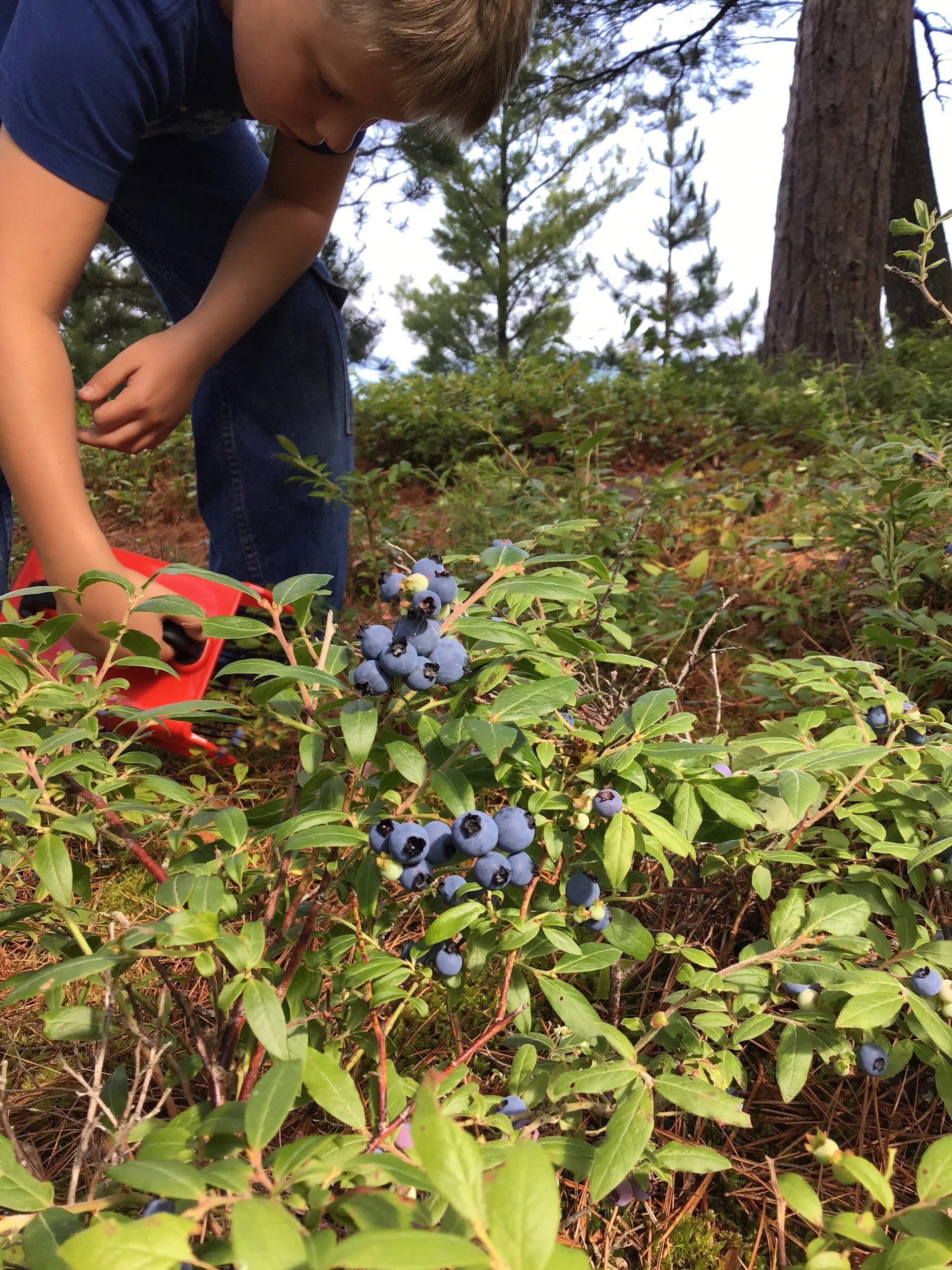 4 tips for Foraging for subsistence with a full time job.