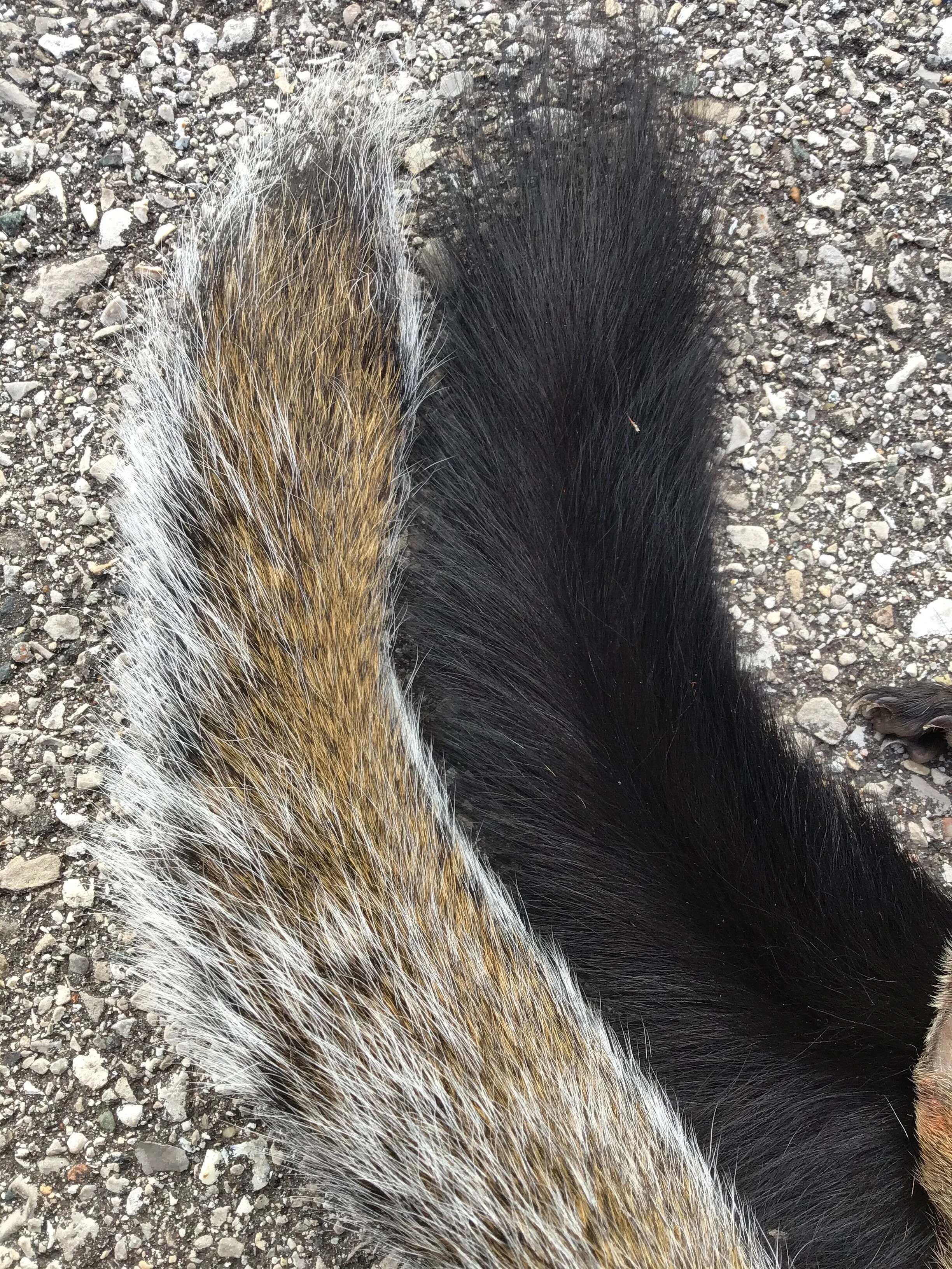 Want To Hunt Squirrels? Go Nuts!