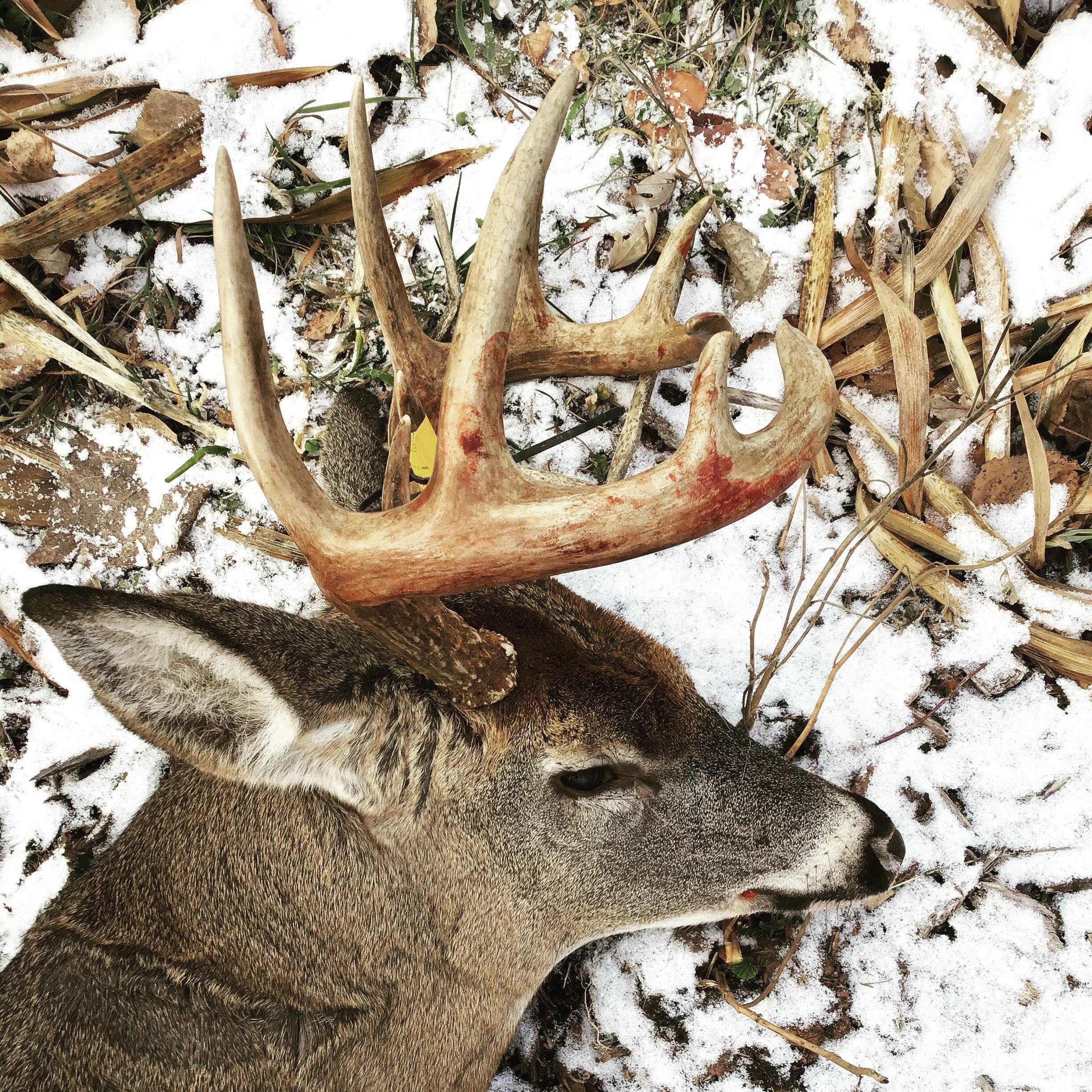 Deer and Death