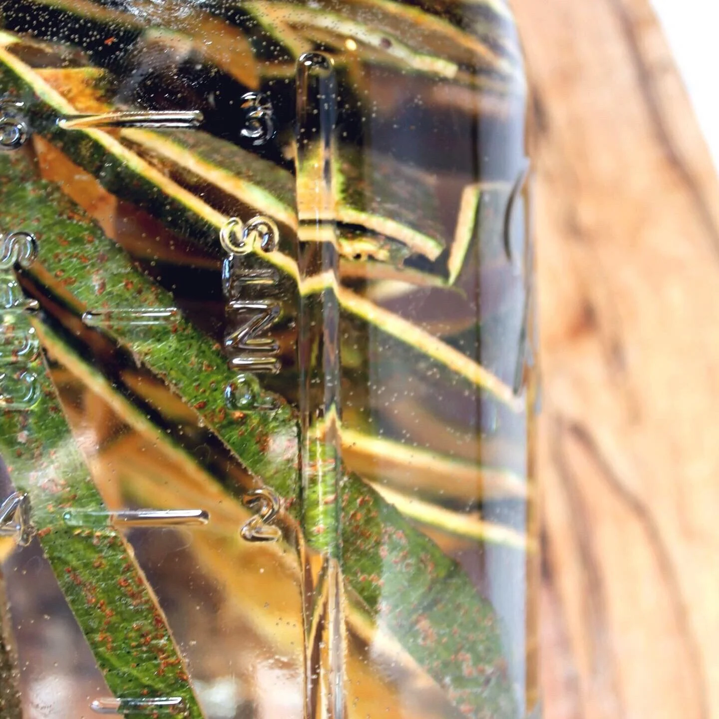 3 Reasons You Should Be Drinking White Pine Bark Tea This Winter.
