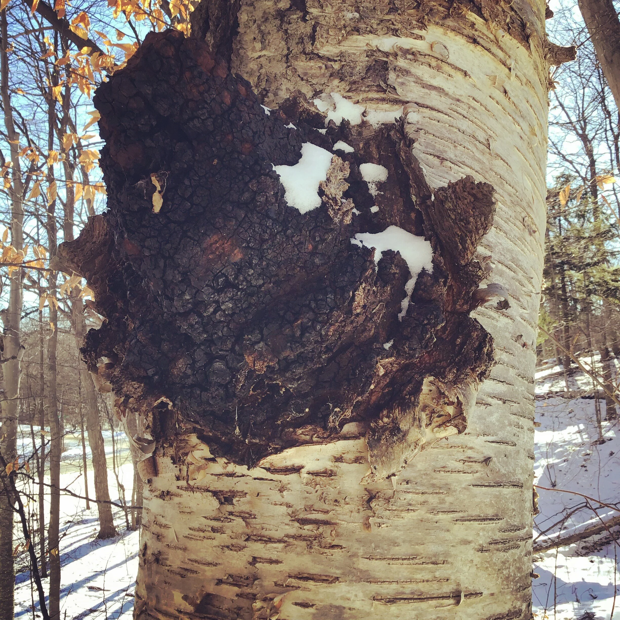 4 Reasons You Are Not Finding Chaga