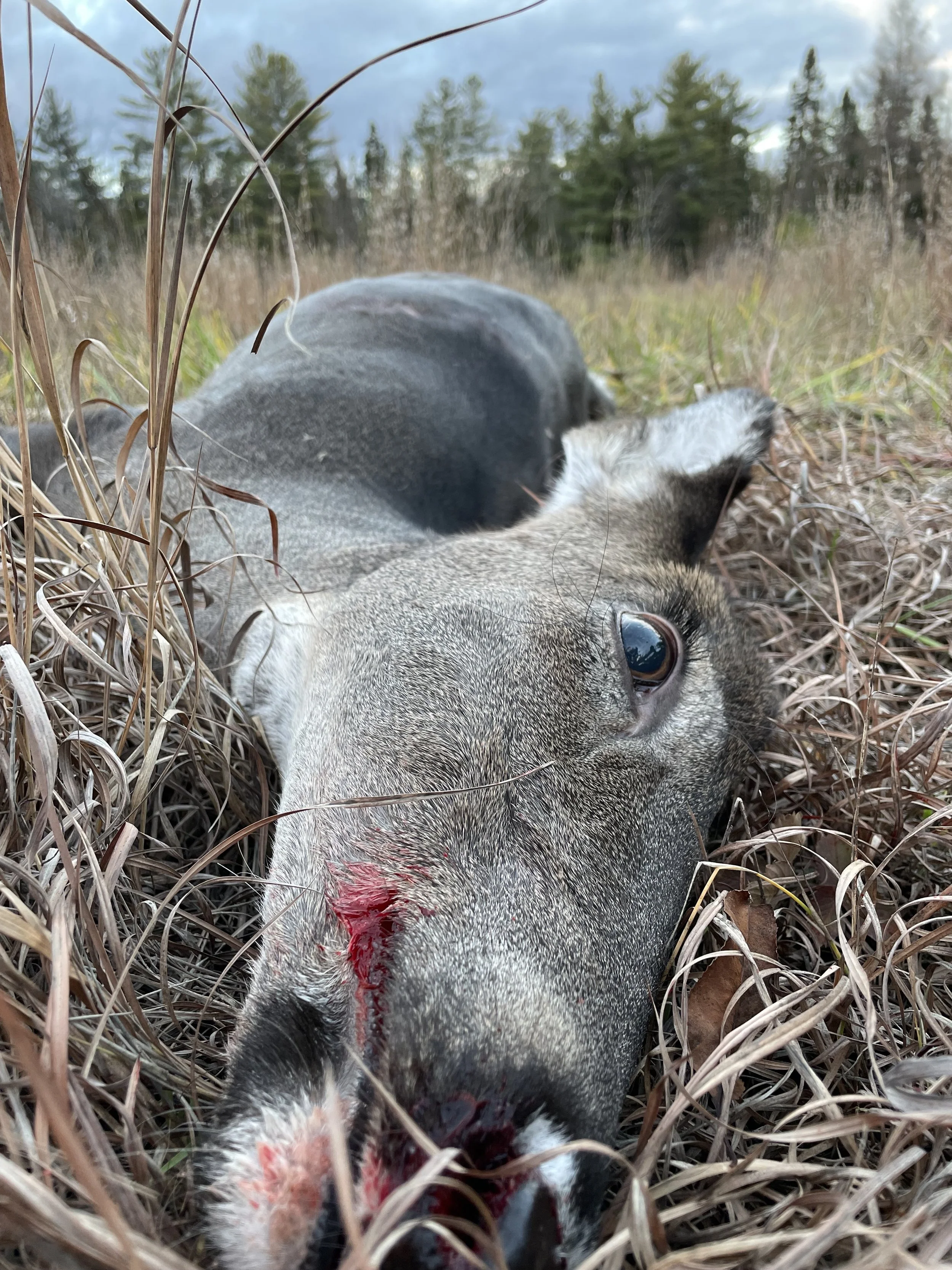 The Bad Deer Hunter