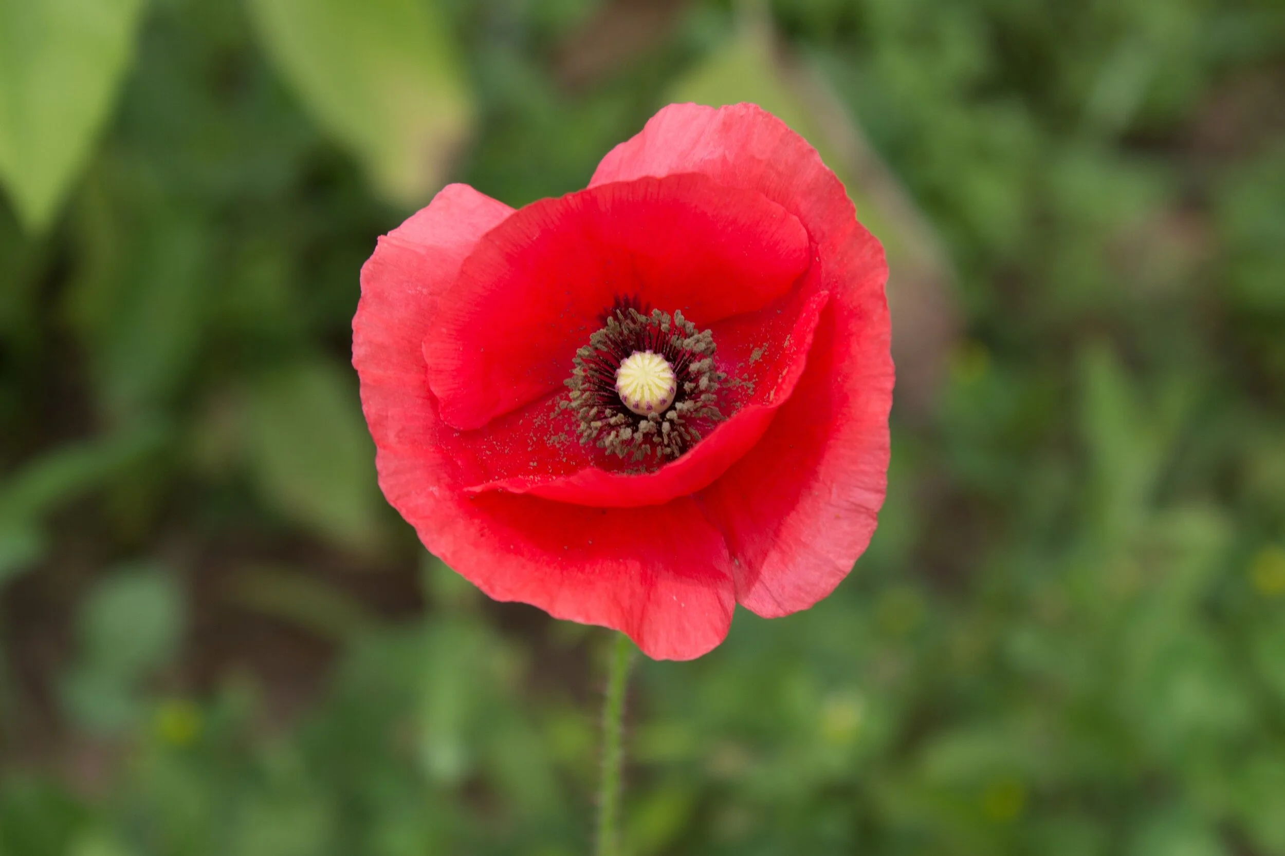 Wellness Wednesday #32: Remembrance