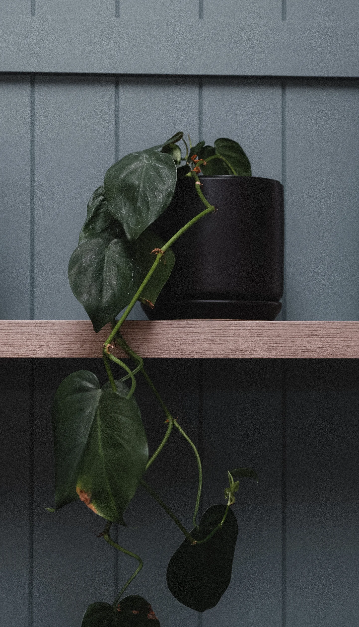 HansonandDaughters_KFD_Pauanui (245 of 287).jpg